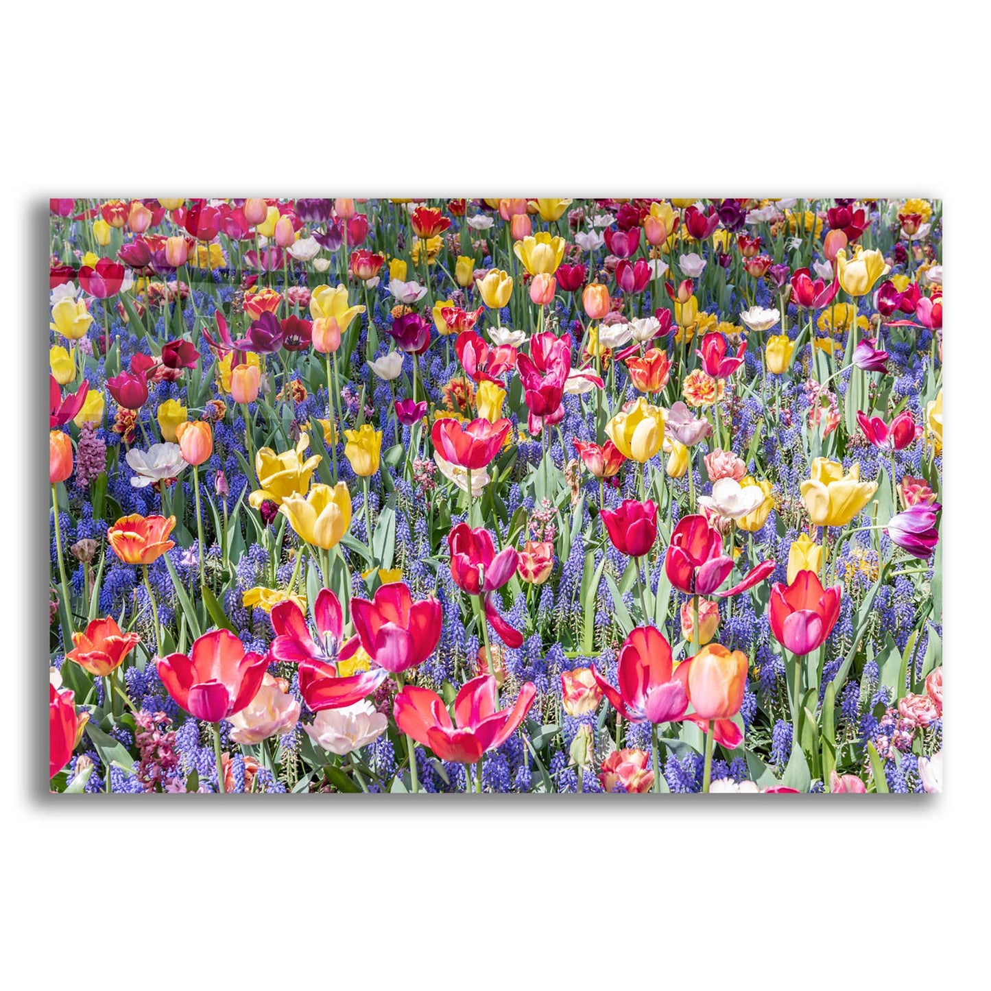 Epic Art ' Kuekenhof Tulips II' by Richard Silver, Acrylic Glass Wall Art,24x16