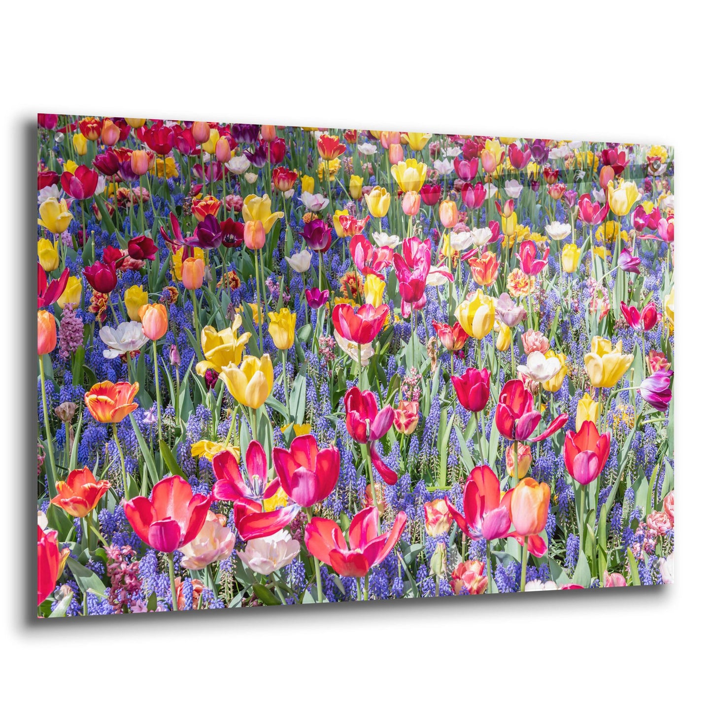 Epic Art ' Kuekenhof Tulips II' by Richard Silver, Acrylic Glass Wall Art,36x24