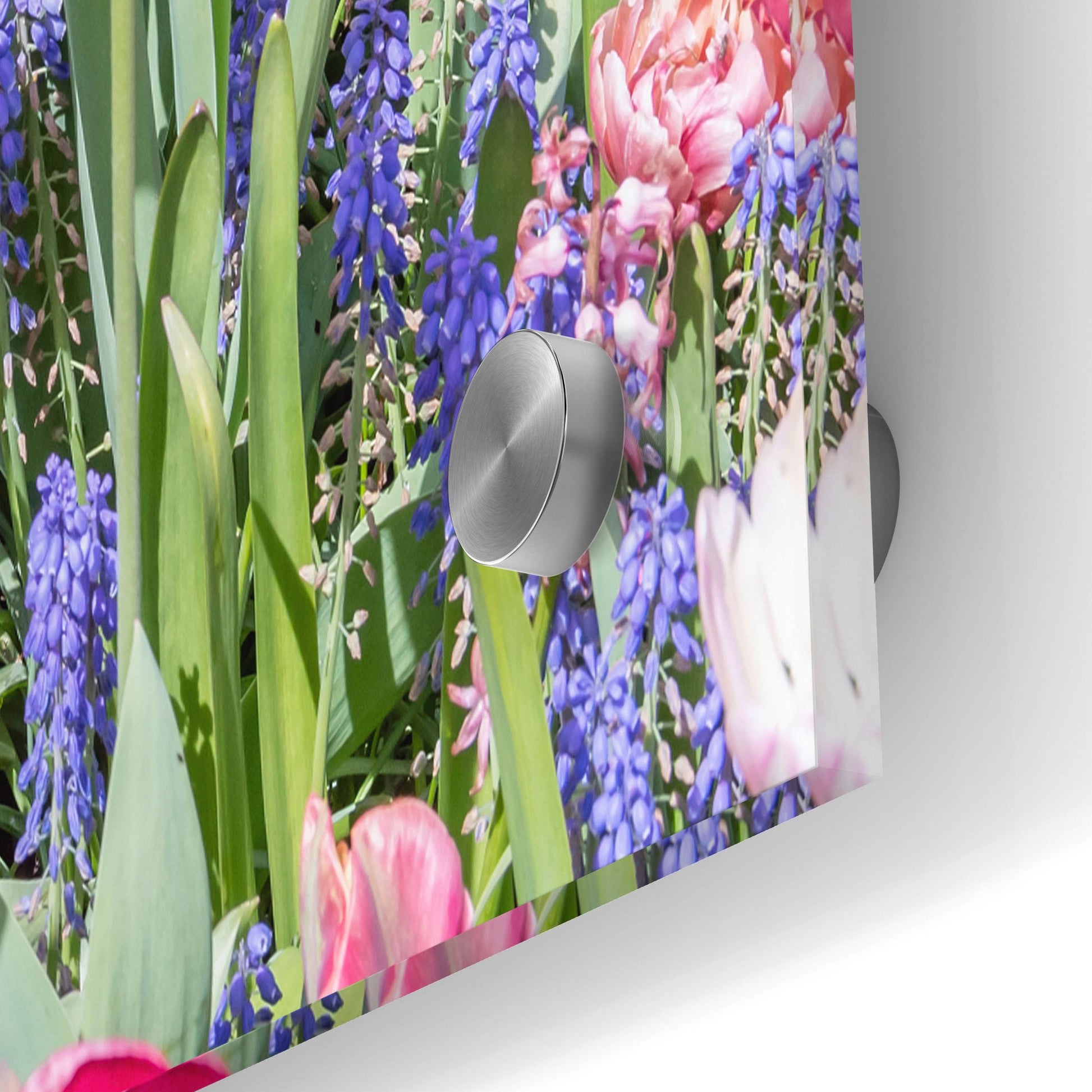 Epic Art ' Kuekenhof Tulips II' by Richard Silver, Acrylic Glass Wall Art,36x24