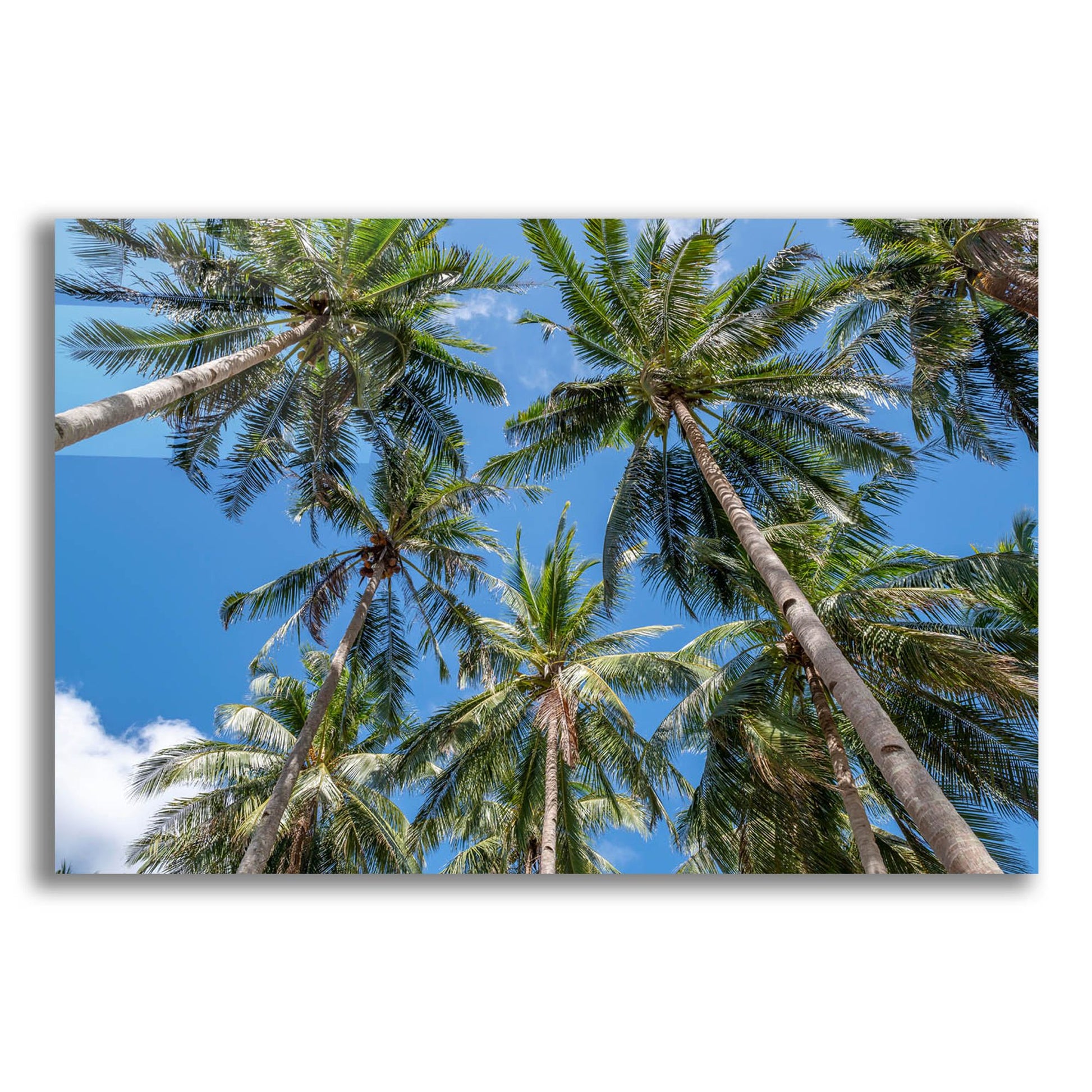 Epic Art ' Palawan Palm Trees II' by Richard Silver, Acrylic Glass Wall Art,24x16