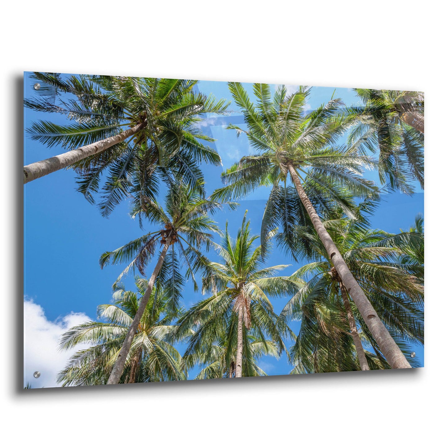 Epic Art ' Palawan Palm Trees II' by Richard Silver, Acrylic Glass Wall Art,36x24