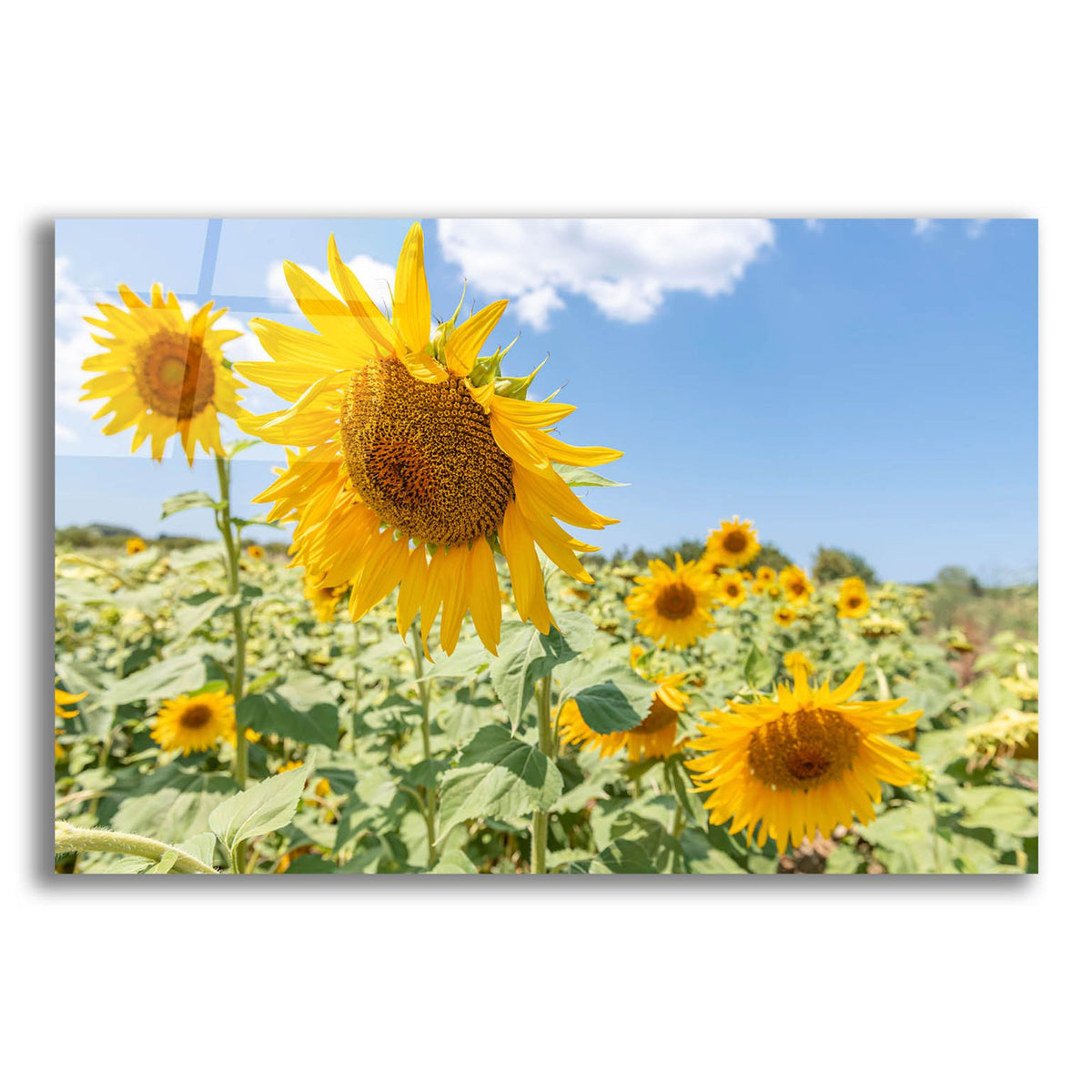 Epic Art ' Sunflowers I' by Richard Silver, Acrylic Glass Wall Art