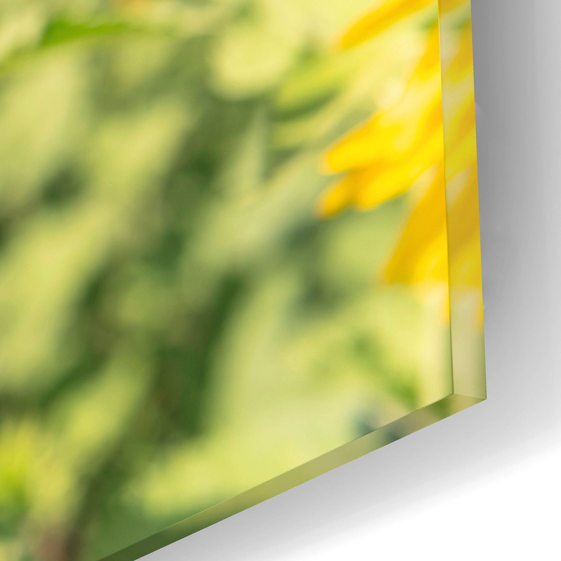Epic Art ' Sunflowers II' by Richard Silver, Acrylic Glass Wall Art,16x12