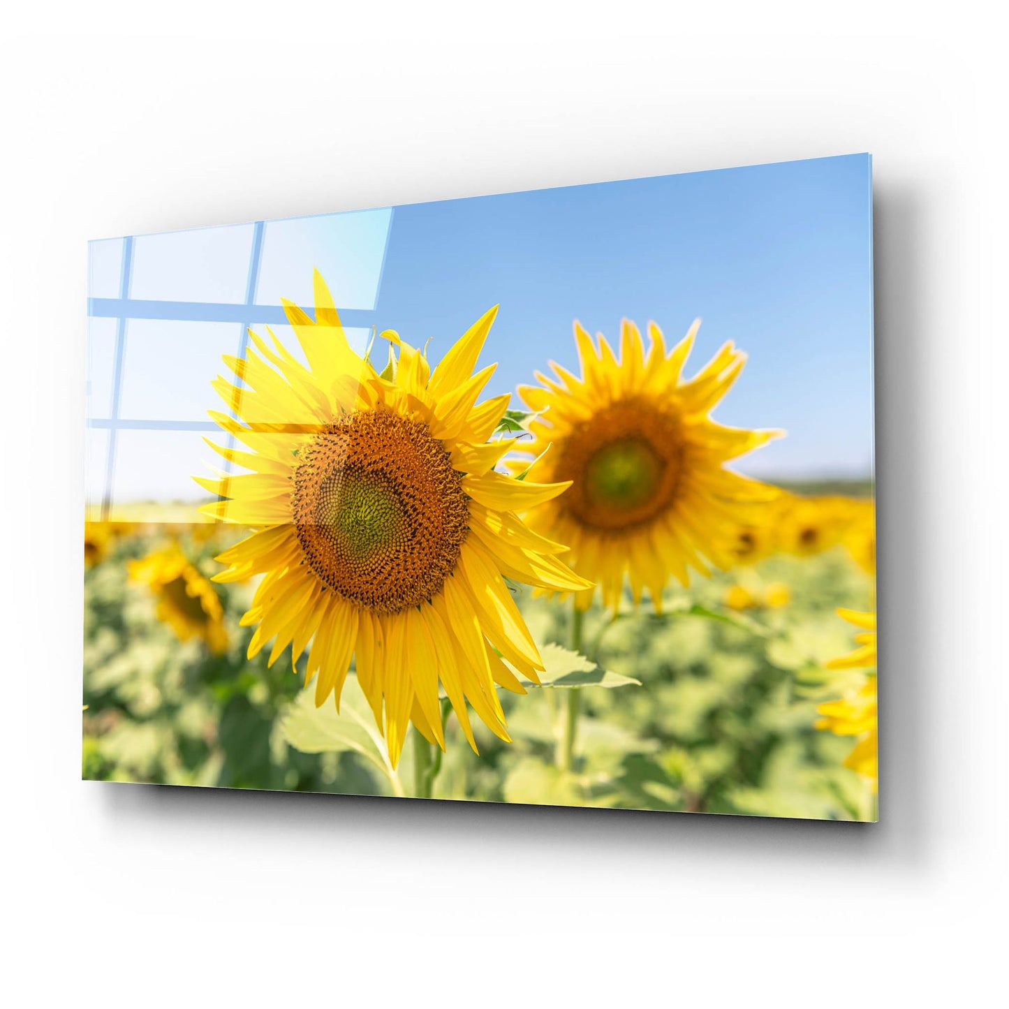 Epic Art ' Sunflowers II' by Richard Silver, Acrylic Glass Wall Art,24x16