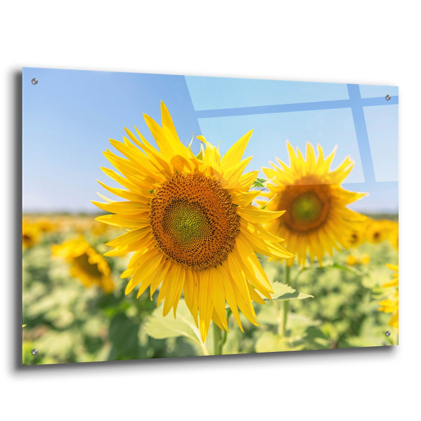 Epic Art ' Sunflowers II' by Richard Silver, Acrylic Glass Wall Art,36x24