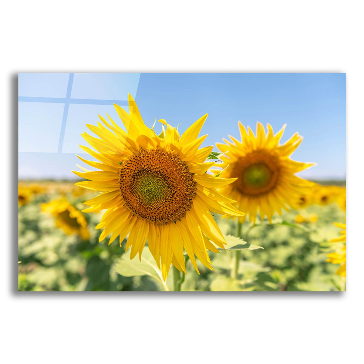 Epic Art ' Sunflowers II' by Richard Silver, Acrylic Glass Wall Art