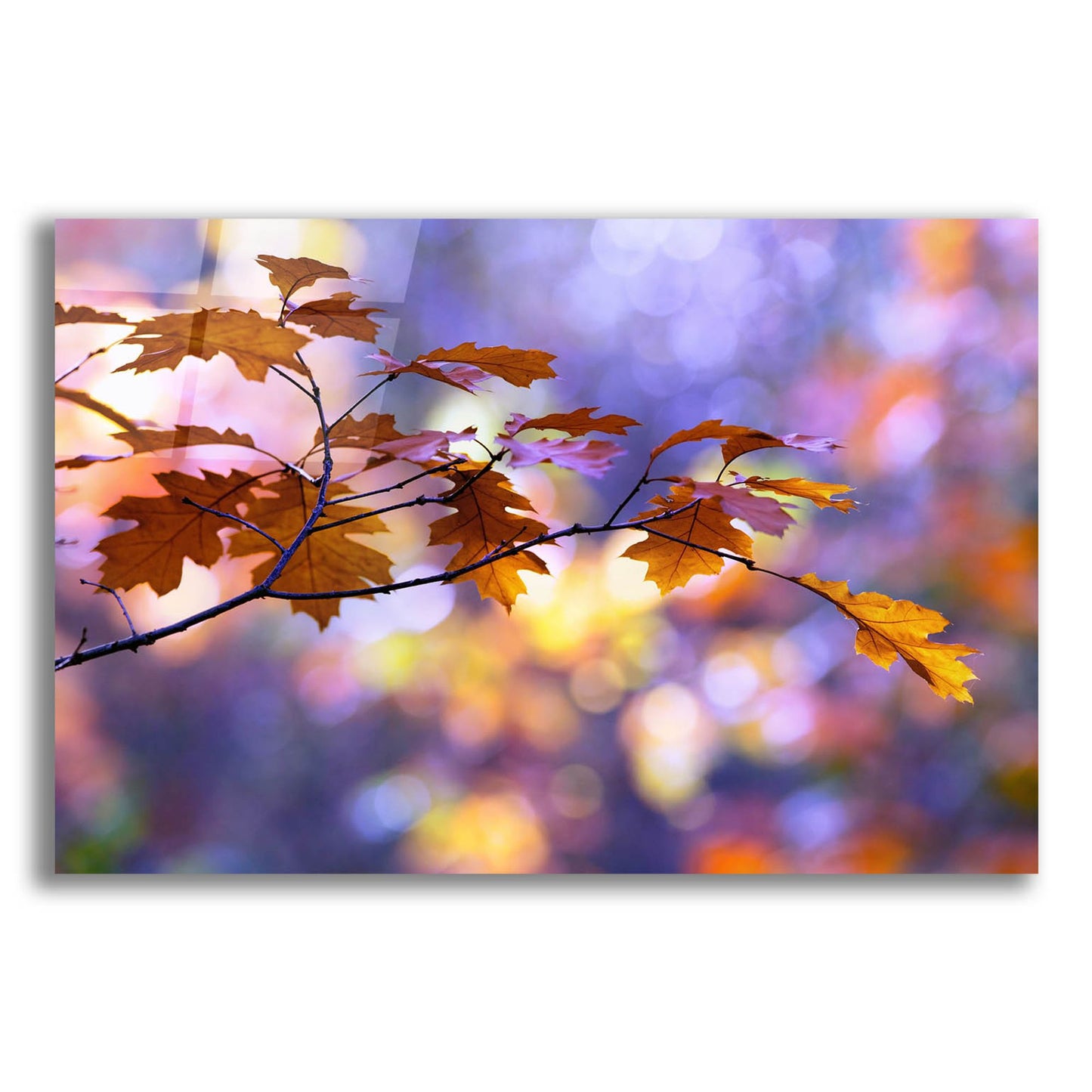 Epic Art ' United Colors of Autumn' by Roeselien Raimond, Acrylic Glass Wall Art,24x16