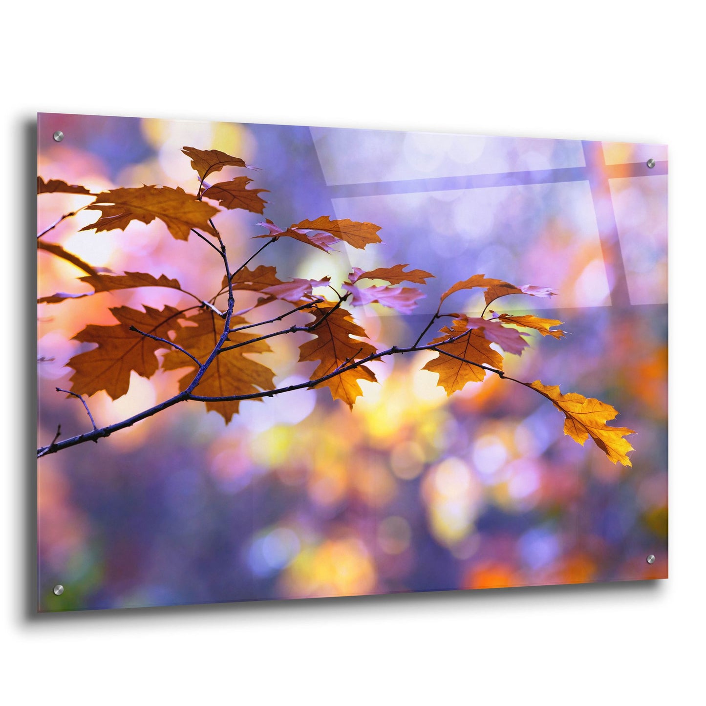 Epic Art ' United Colors of Autumn' by Roeselien Raimond, Acrylic Glass Wall Art,36x24