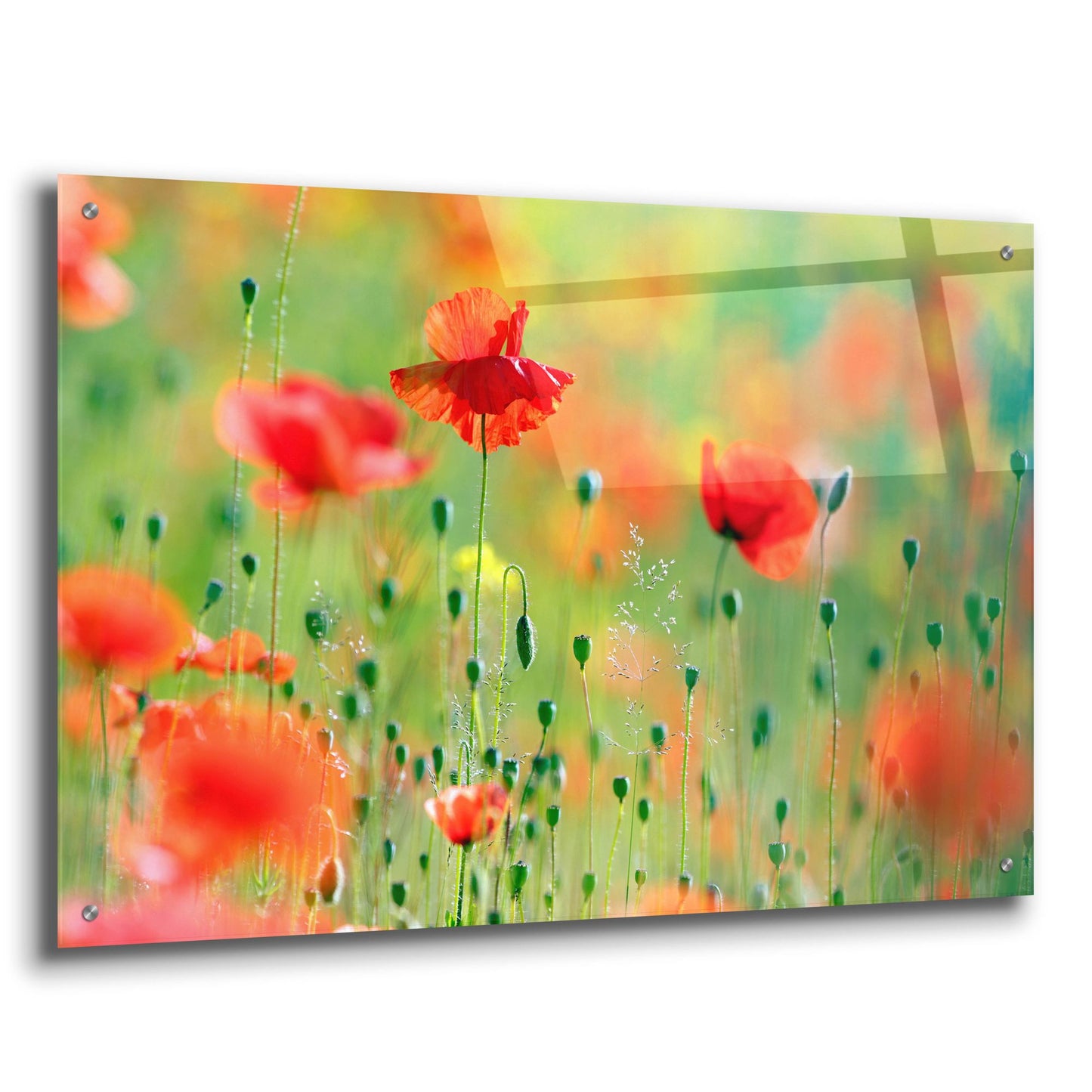 Epic Art ' United Colors of Summer' by Roeselien Raimond, Acrylic Glass Wall Art,36x24