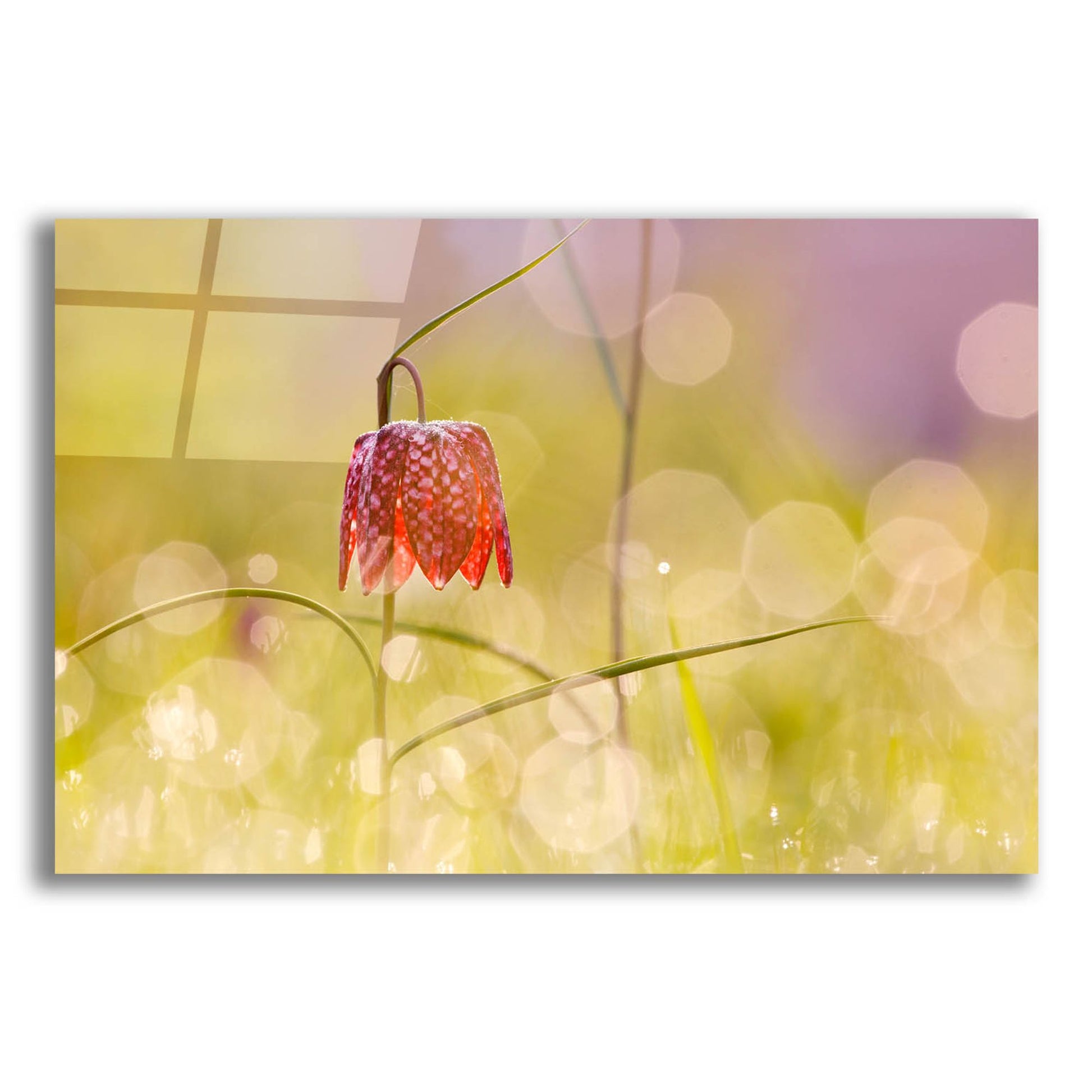 Epic Art ' Fairy World I' by Roeselien Raimond, Acrylic Glass Wall Art,24x16