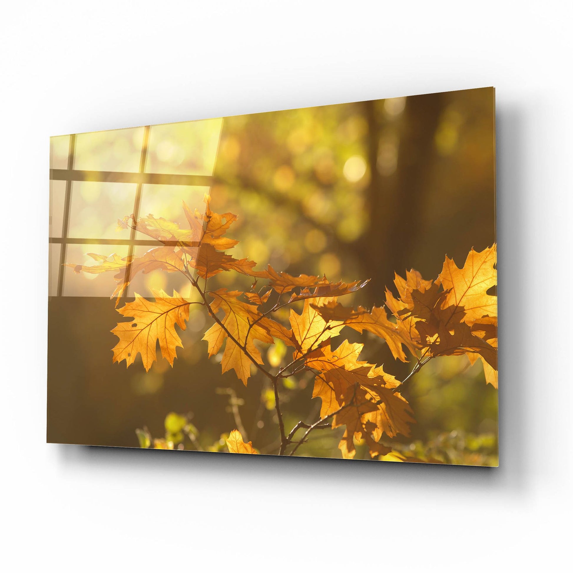 Epic Art ' Autumn Light' by Roeselien Raimond, Acrylic Glass Wall Art,16x12