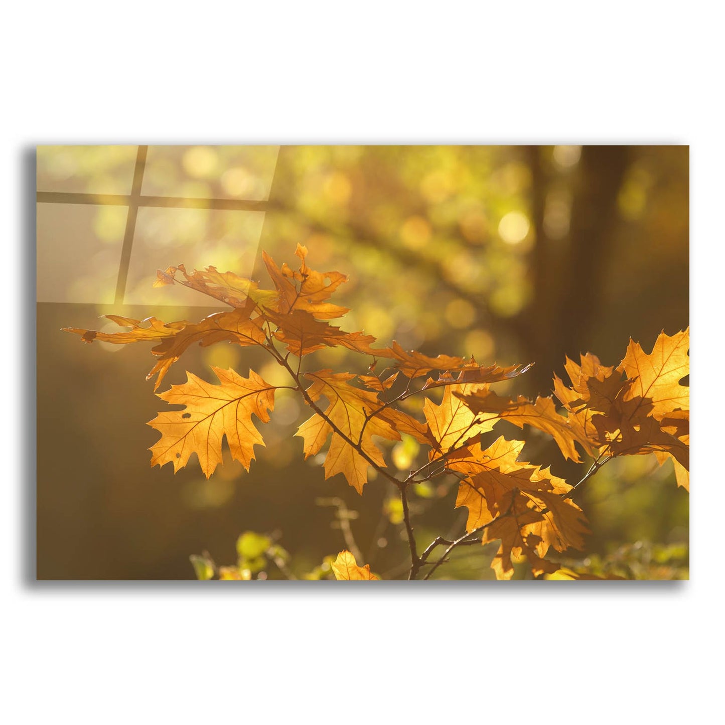 Epic Art ' Autumn Light' by Roeselien Raimond, Acrylic Glass Wall Art,24x16