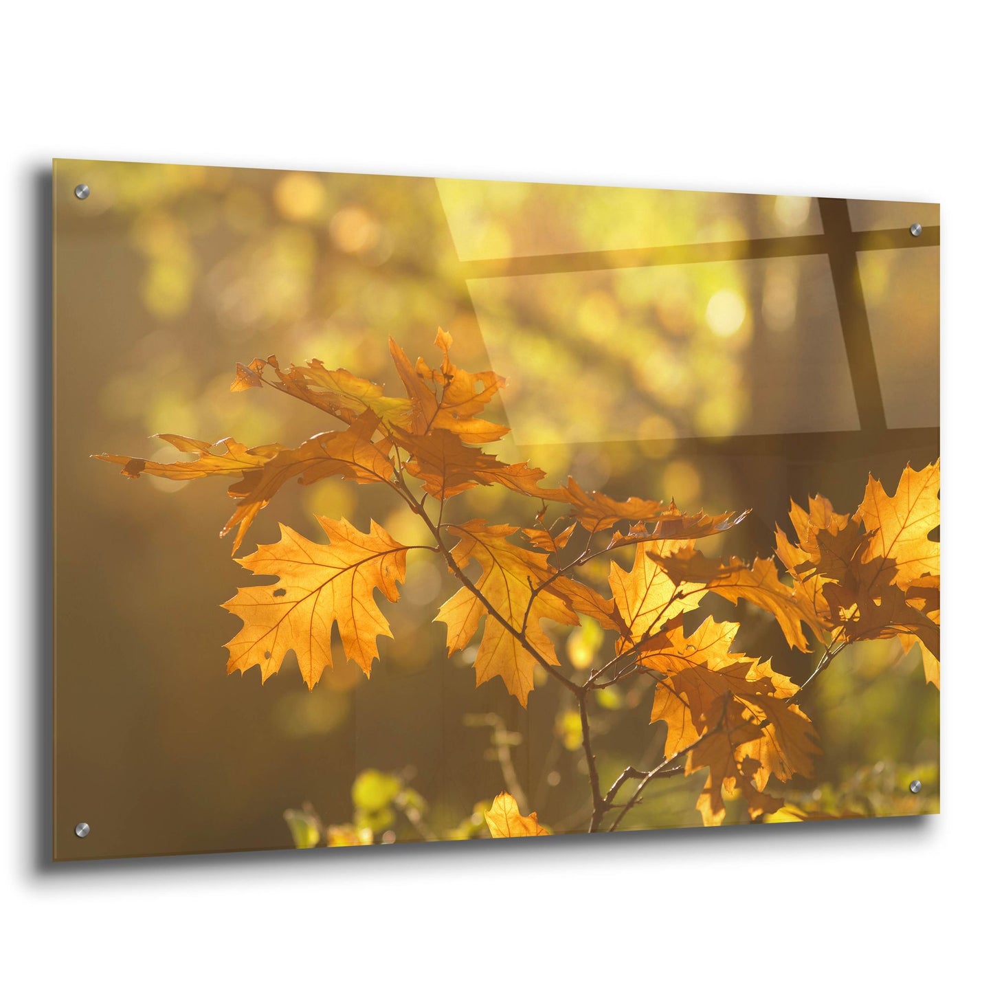 Epic Art ' Autumn Light' by Roeselien Raimond, Acrylic Glass Wall Art,36x24