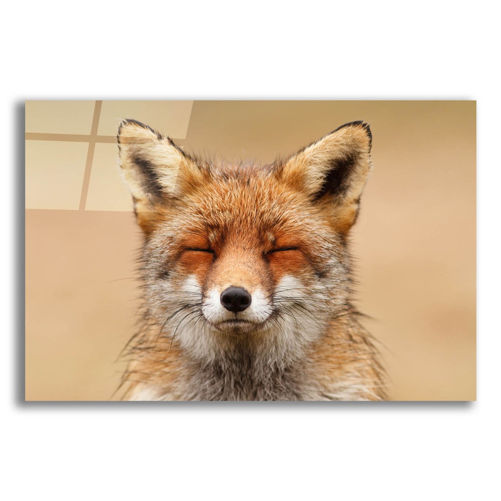 Epic Art ' Zen Fox Red Portrait' by Roeselien Raimond, Acrylic Glass Wall Art,24x16