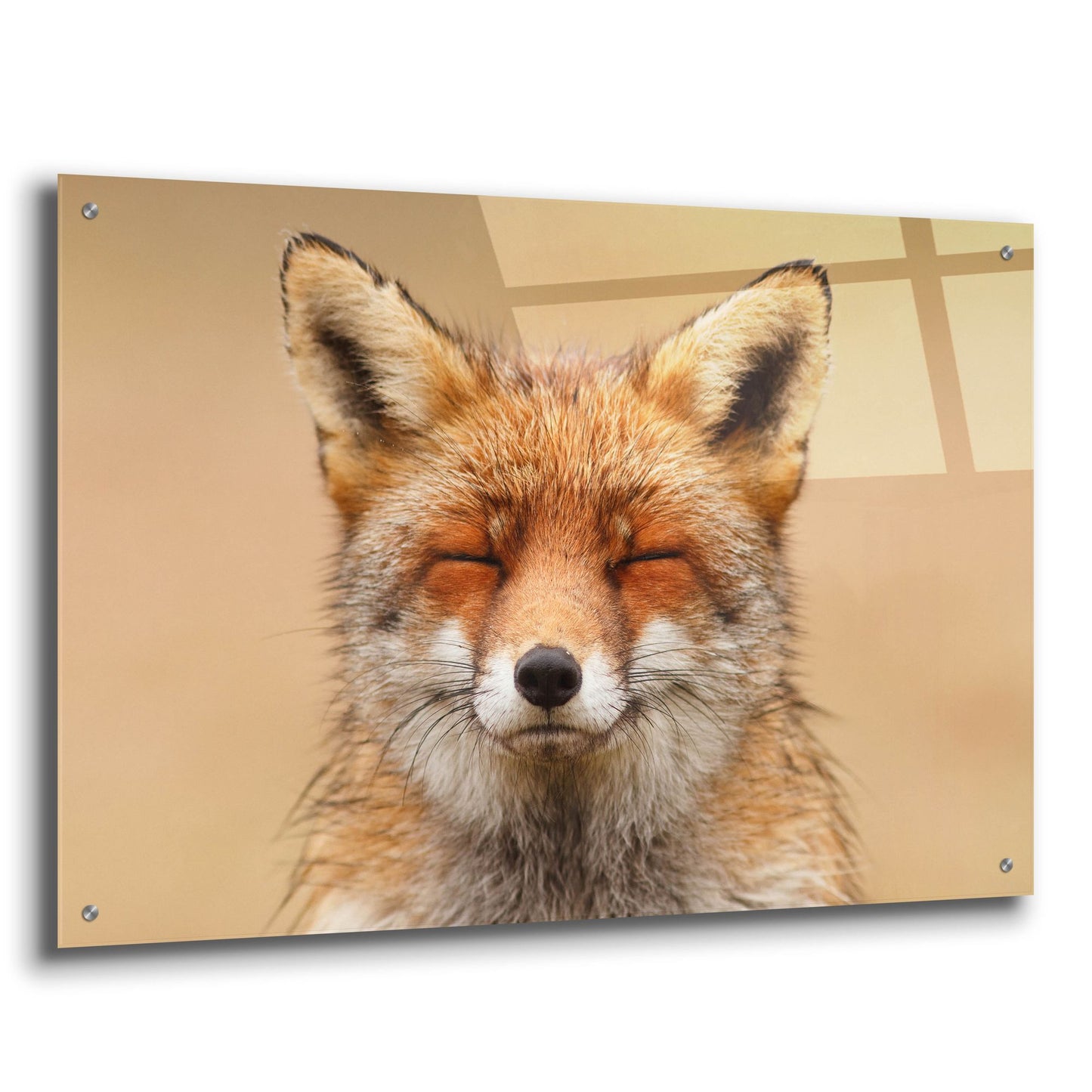 Epic Art ' Zen Fox Red Portrait' by Roeselien Raimond, Acrylic Glass Wall Art,36x24