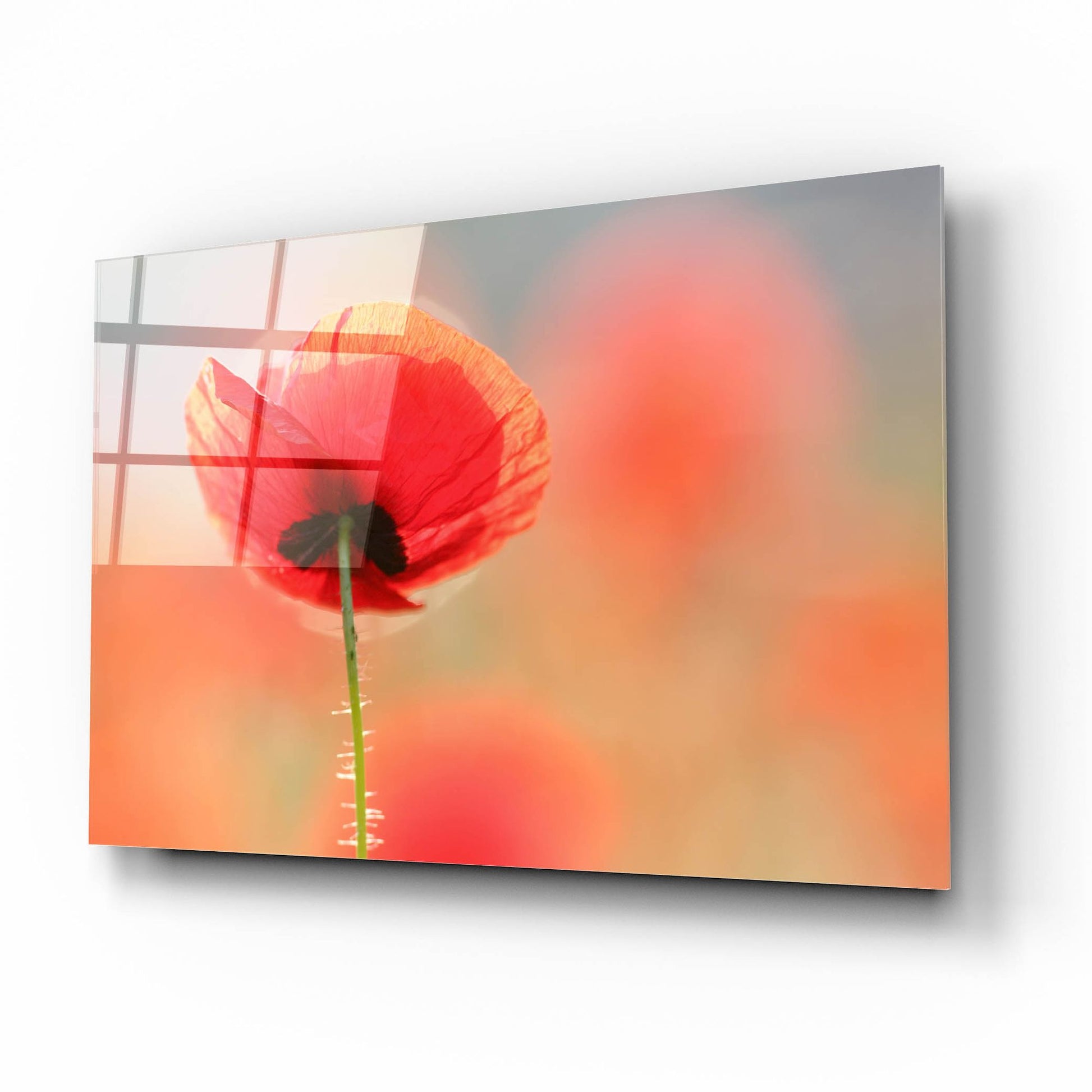 Epic Art ' Poppy Dream' by Roeselien Raimond, Acrylic Glass Wall Art,16x12