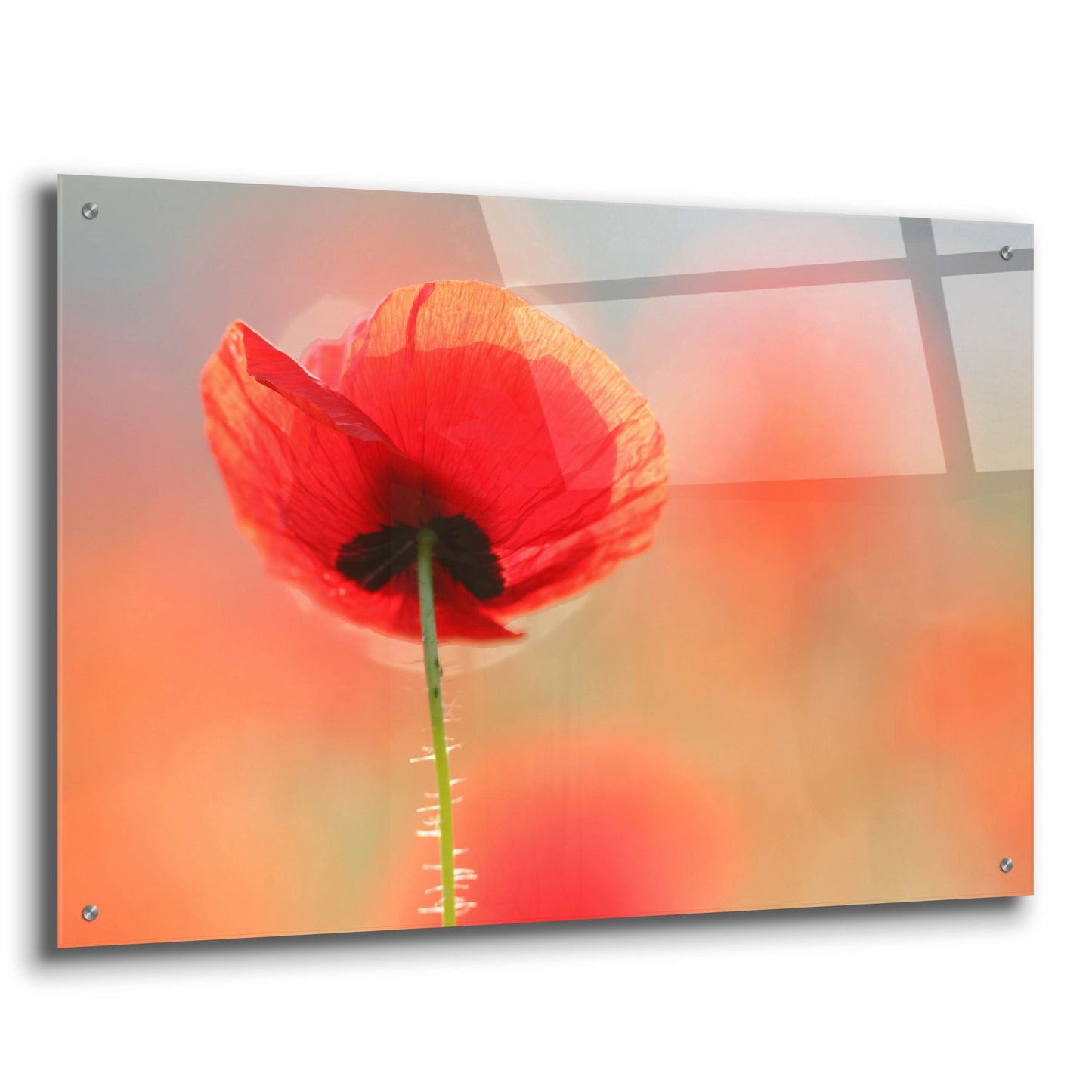 Epic Art ' Poppy Dream' by Roeselien Raimond, Acrylic Glass Wall Art,36x24