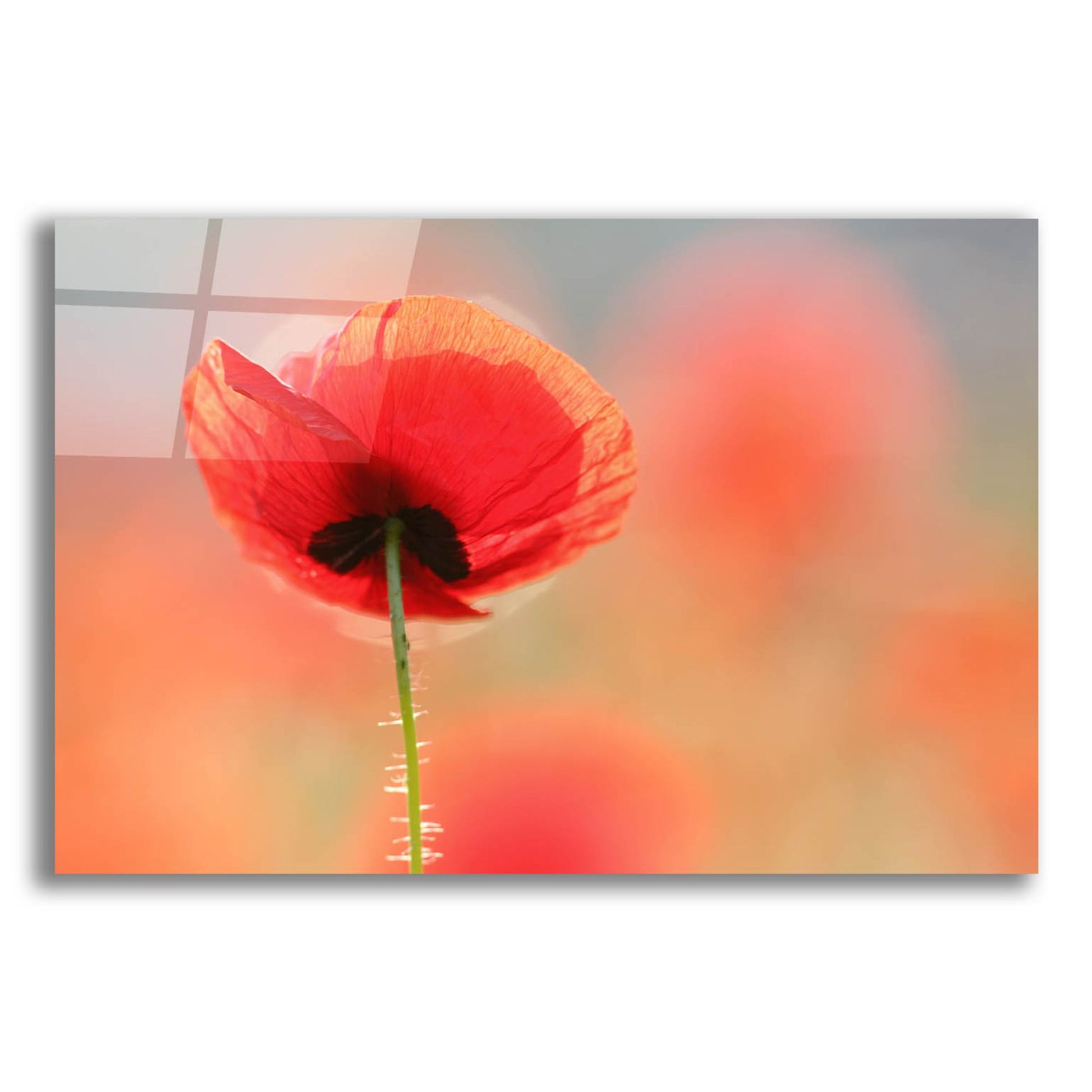 Epic Art ' Poppy Dream' by Roeselien Raimond, Acrylic Glass Wall Art