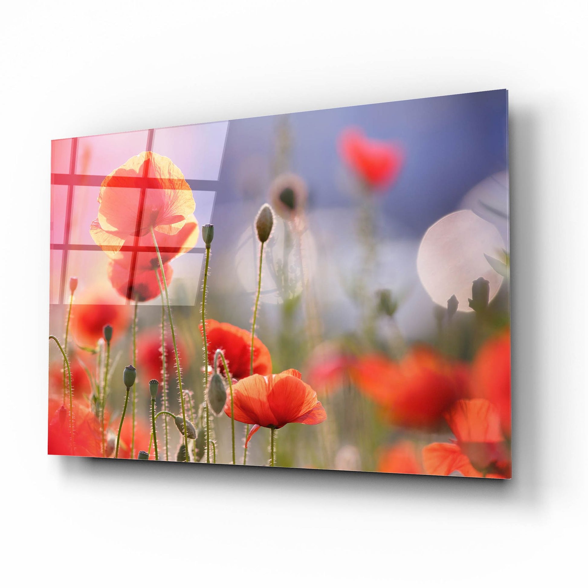 Epic Art ' Poppy Delight' by Roeselien Raimond, Acrylic Glass Wall Art,16x12