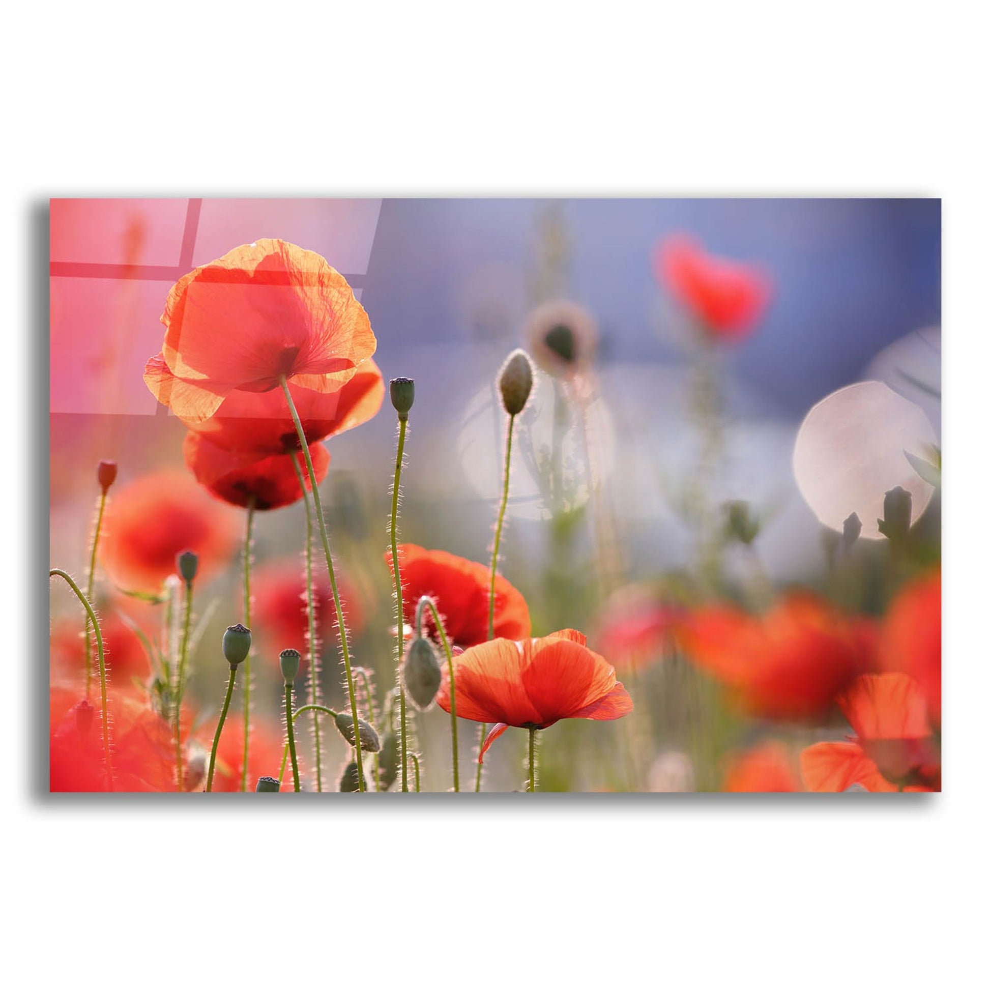 Epic Art ' Poppy Delight' by Roeselien Raimond, Acrylic Glass Wall Art,24x16