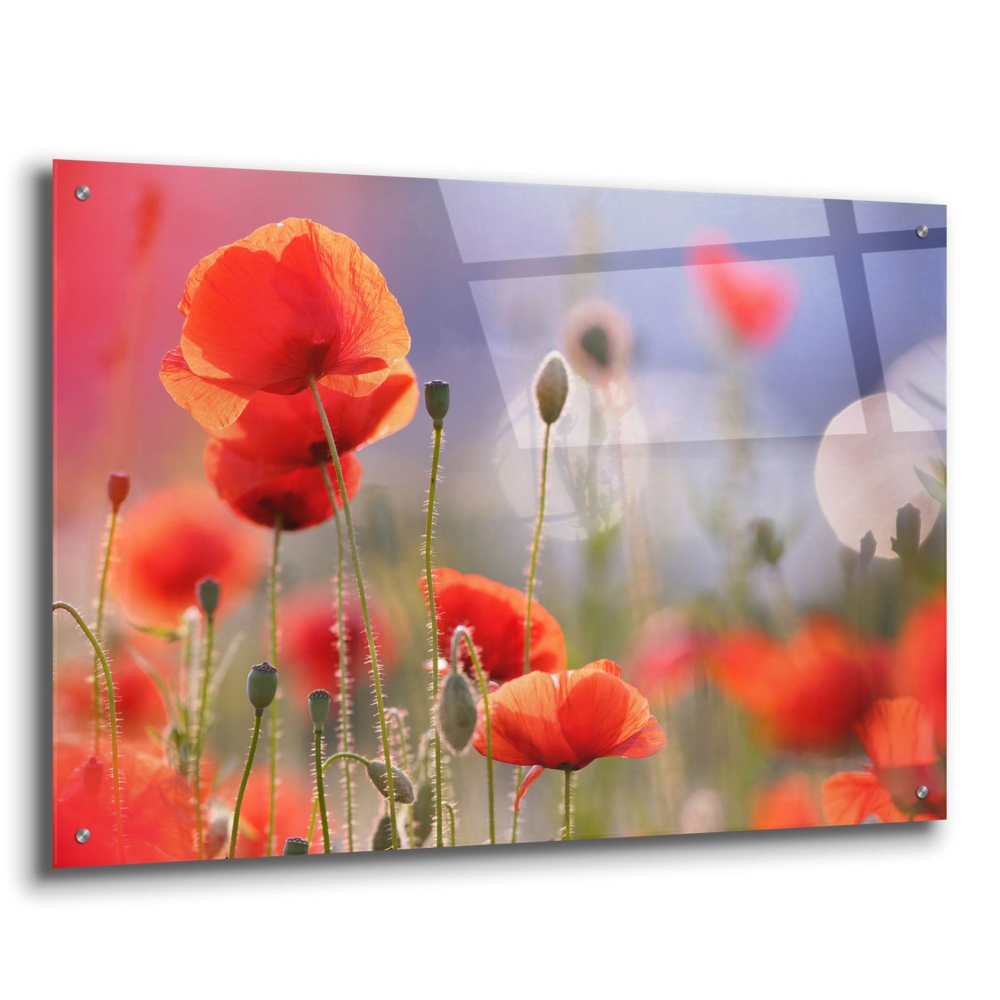 Epic Art ' Poppy Delight' by Roeselien Raimond, Acrylic Glass Wall Art,36x24