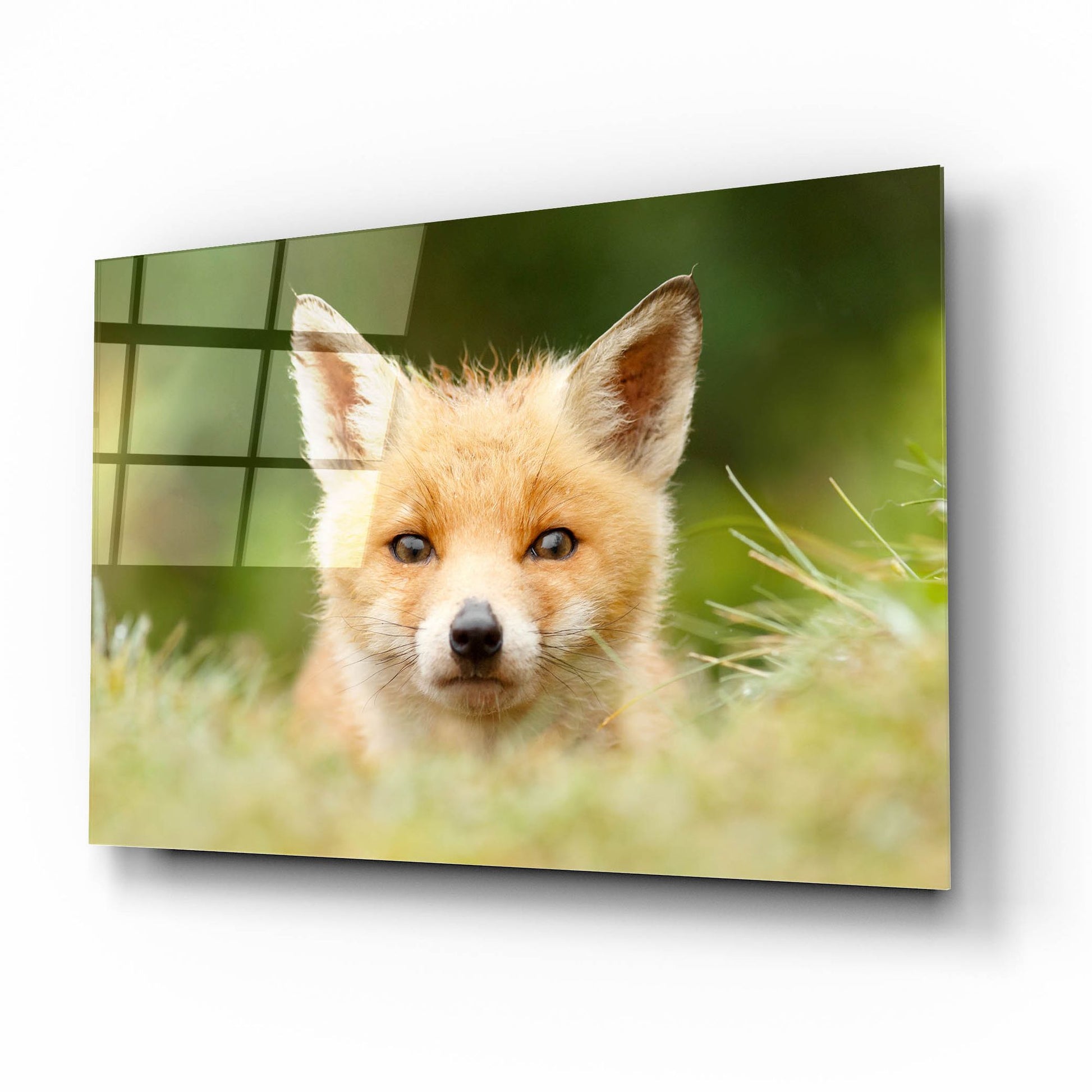 Epic Art ' Bad Fur Day' by Roeselien Raimond, Acrylic Glass Wall Art,16x12