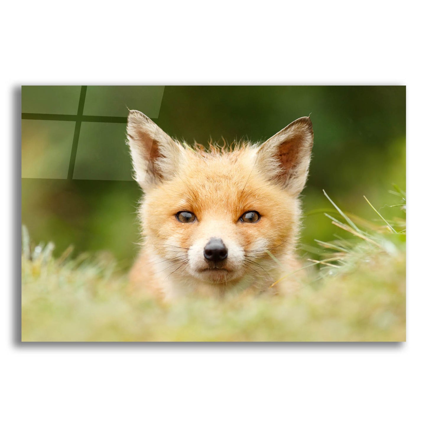 Epic Art ' Bad Fur Day' by Roeselien Raimond, Acrylic Glass Wall Art,24x16