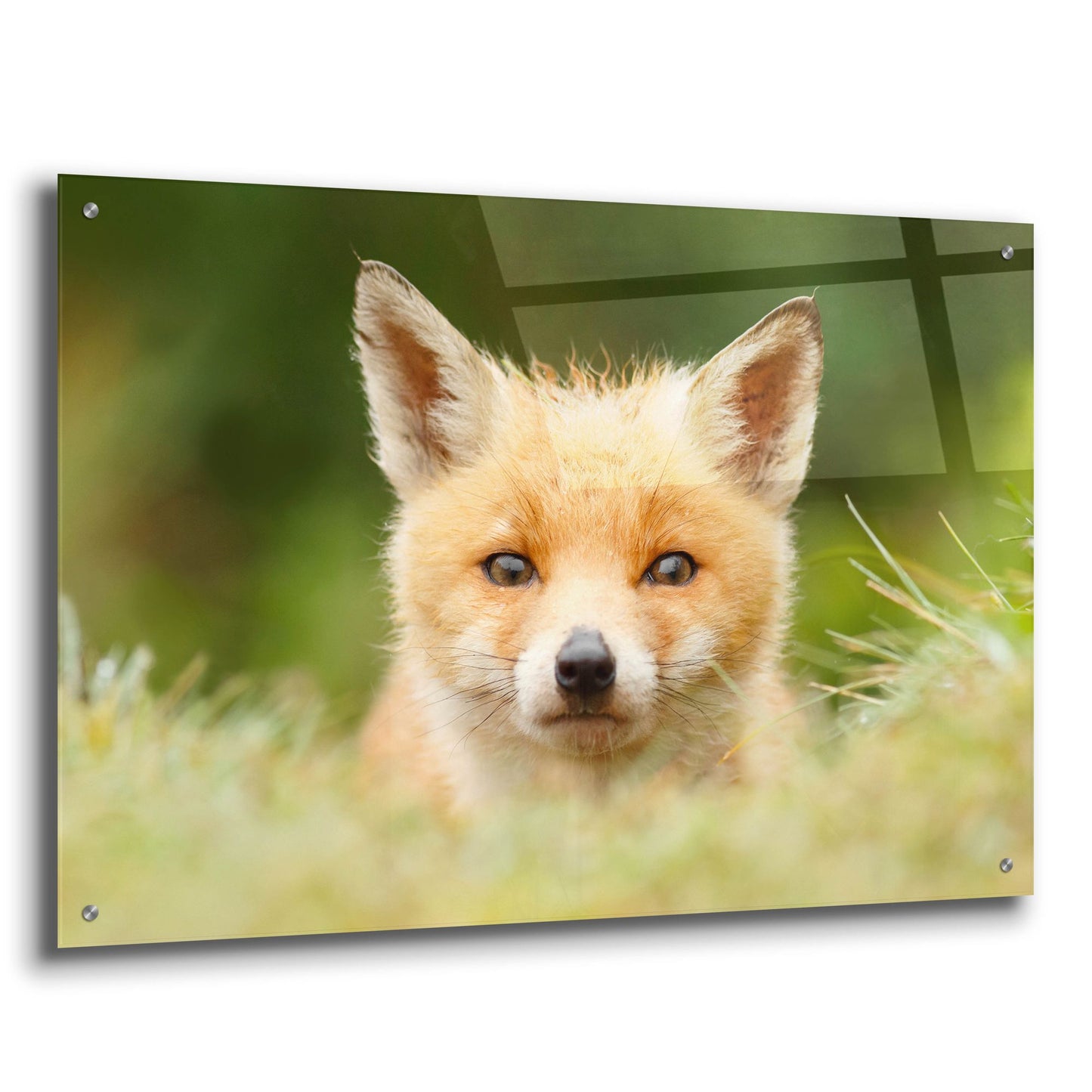 Epic Art ' Bad Fur Day' by Roeselien Raimond, Acrylic Glass Wall Art,36x24