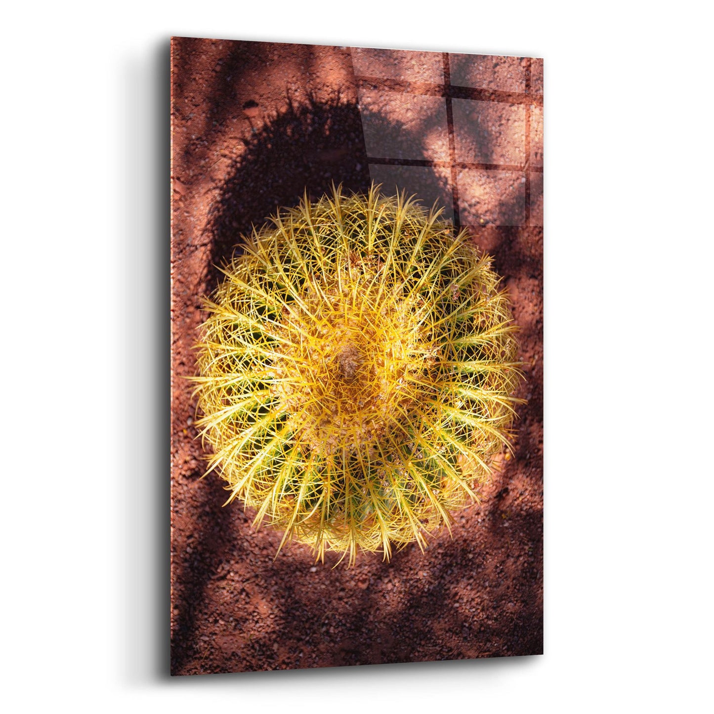 Epic Art 'Utah - Cactus' by Epic Portfolio, Acrylic Glass Wall Art,12x16