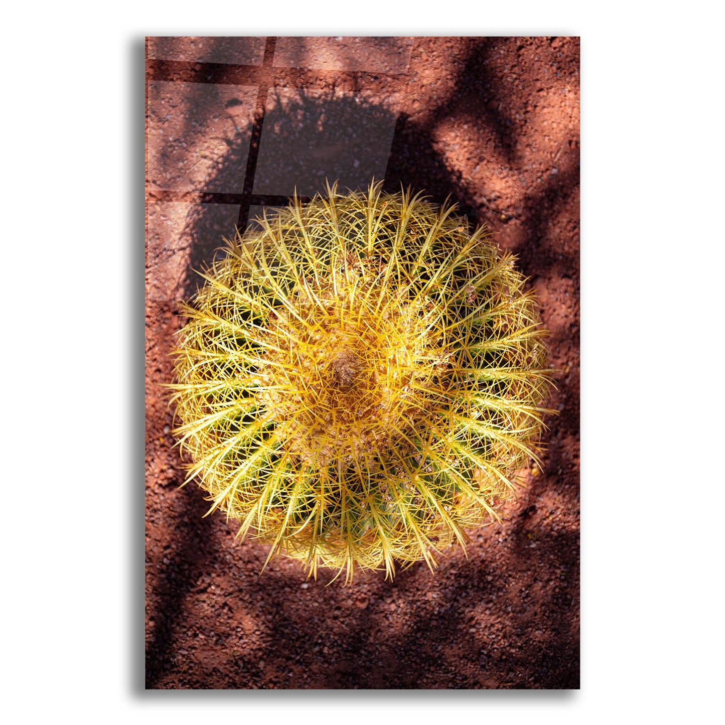 Epic Art 'Utah - Cactus' by Epic Portfolio, Acrylic Glass Wall Art,12x16