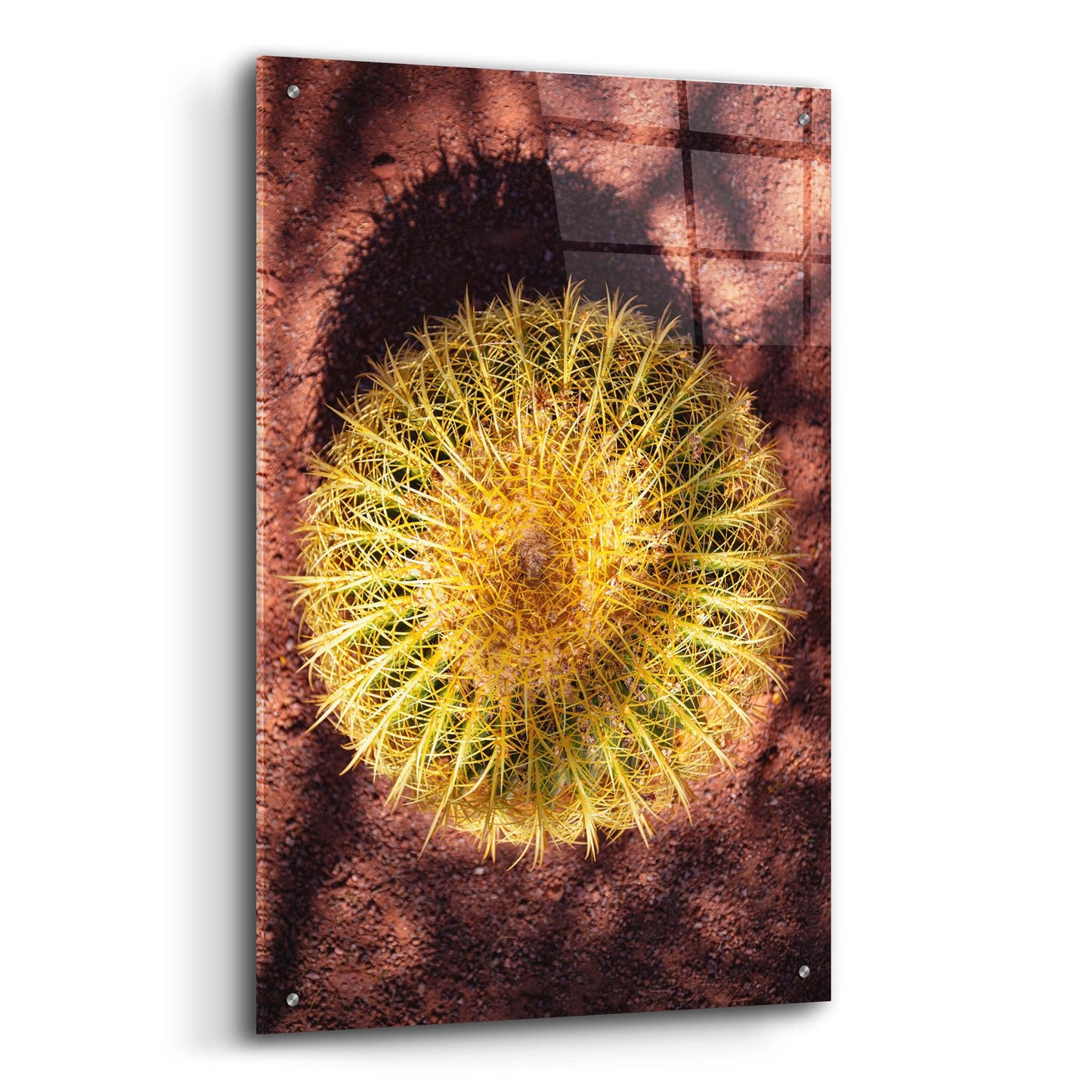 Epic Art 'Utah - Cactus' by Epic Portfolio, Acrylic Glass Wall Art,24x36