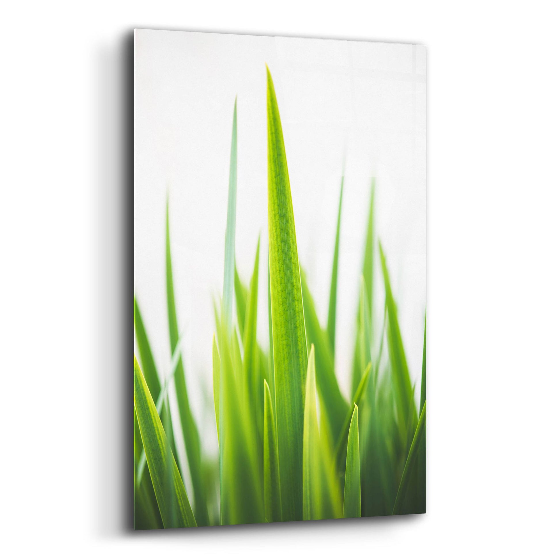 Epic Art ' Blades of Green 1' by Sonja Quintero, Acrylic Glass Wall Art,12x16