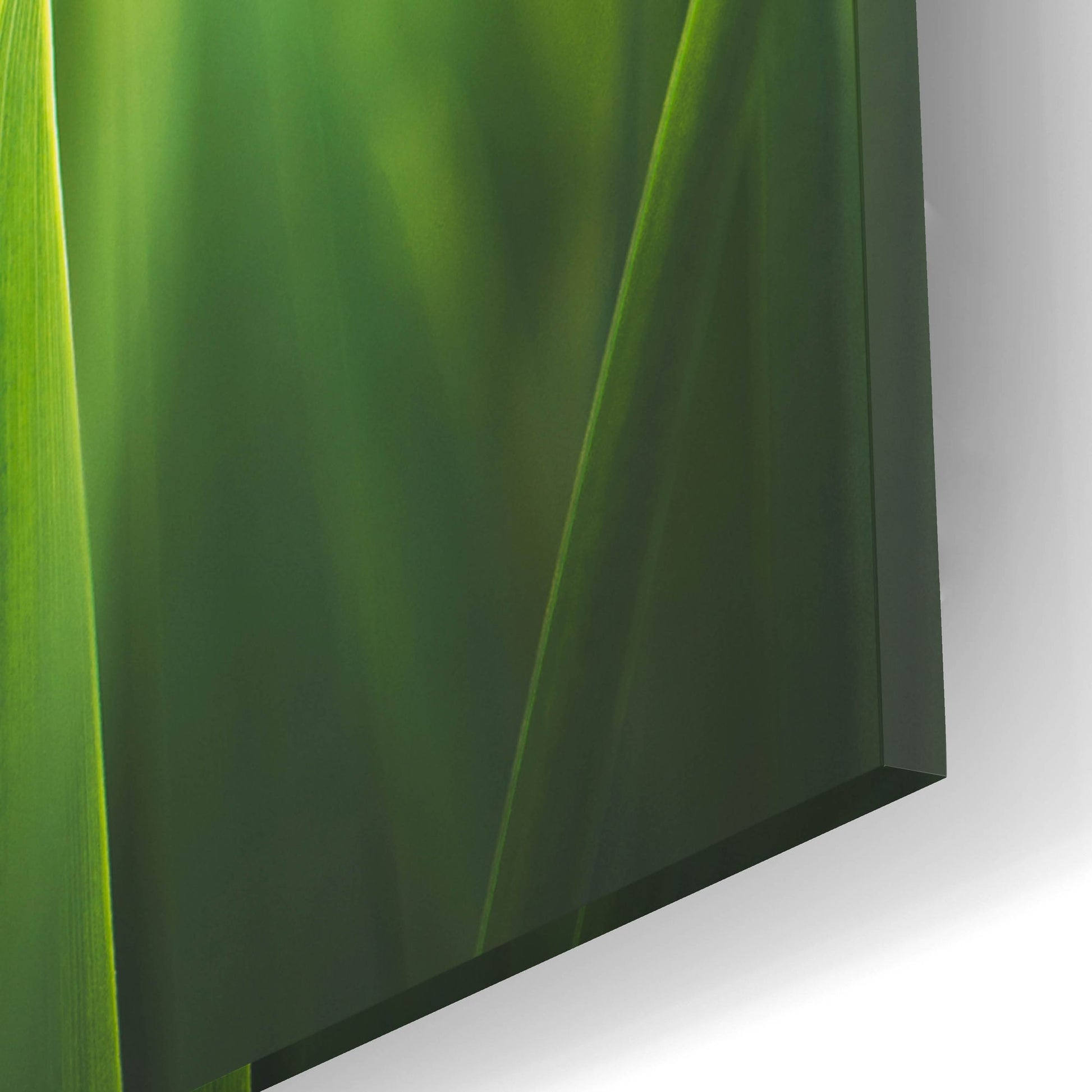 Epic Art ' Blades of Green 1' by Sonja Quintero, Acrylic Glass Wall Art,12x16