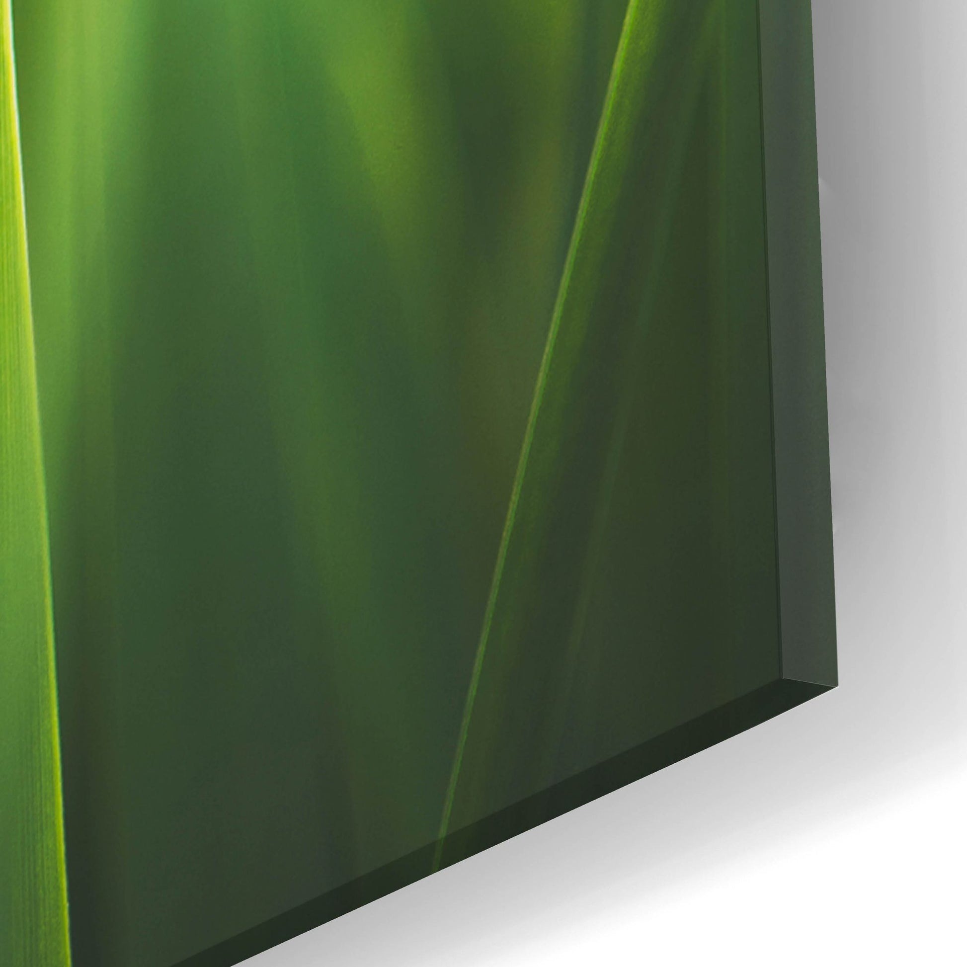 Epic Art ' Blades of Green 1' by Sonja Quintero, Acrylic Glass Wall Art,16x24