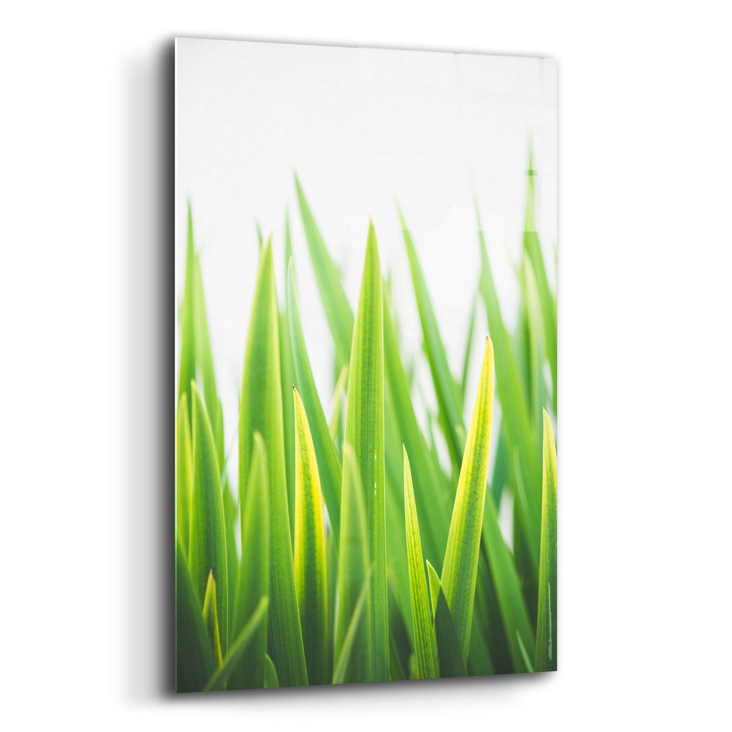 Epic Art ' Blades of Green 2' by Sonja Quintero, Acrylic Glass Wall Art,12x16