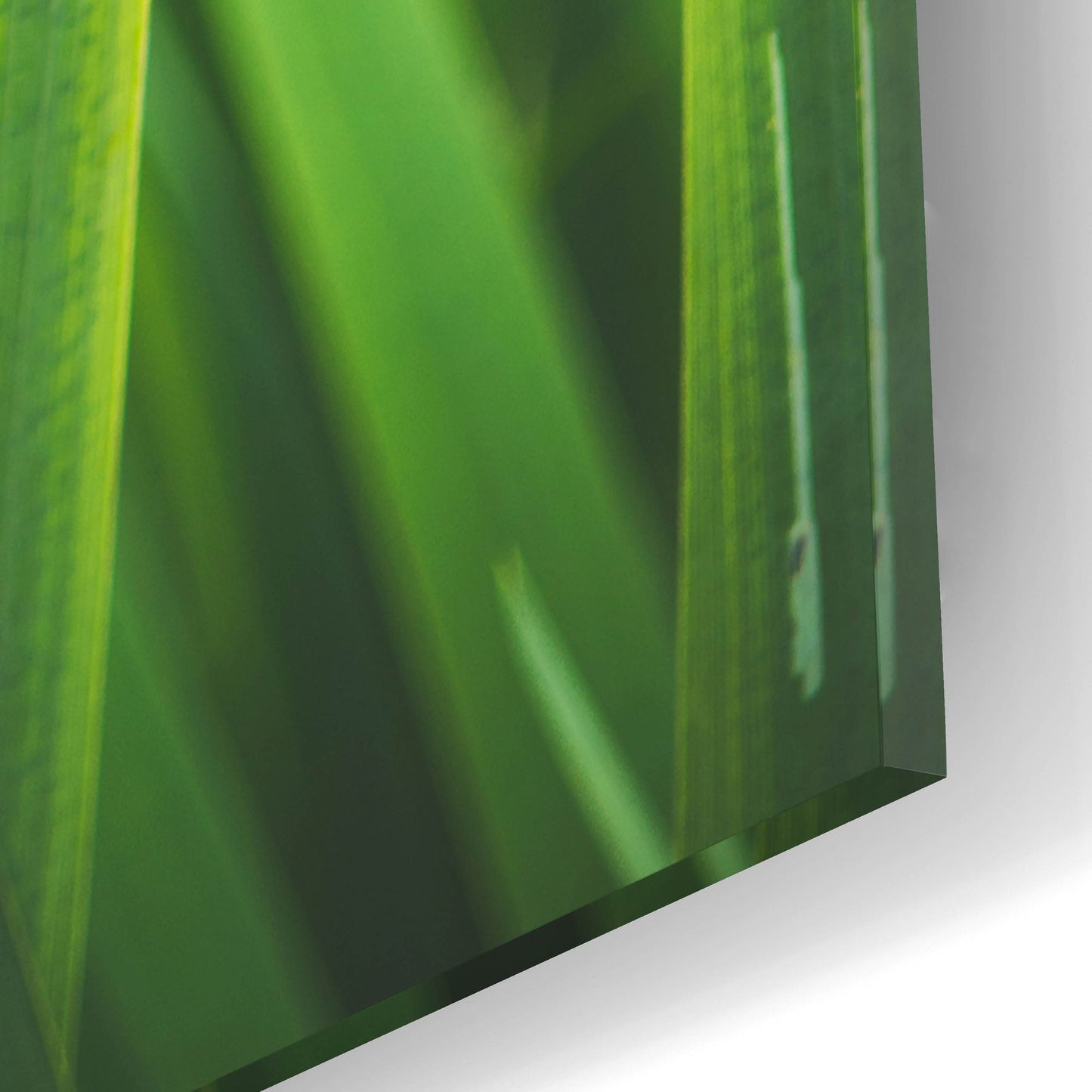 Epic Art ' Blades of Green 2' by Sonja Quintero, Acrylic Glass Wall Art,12x16