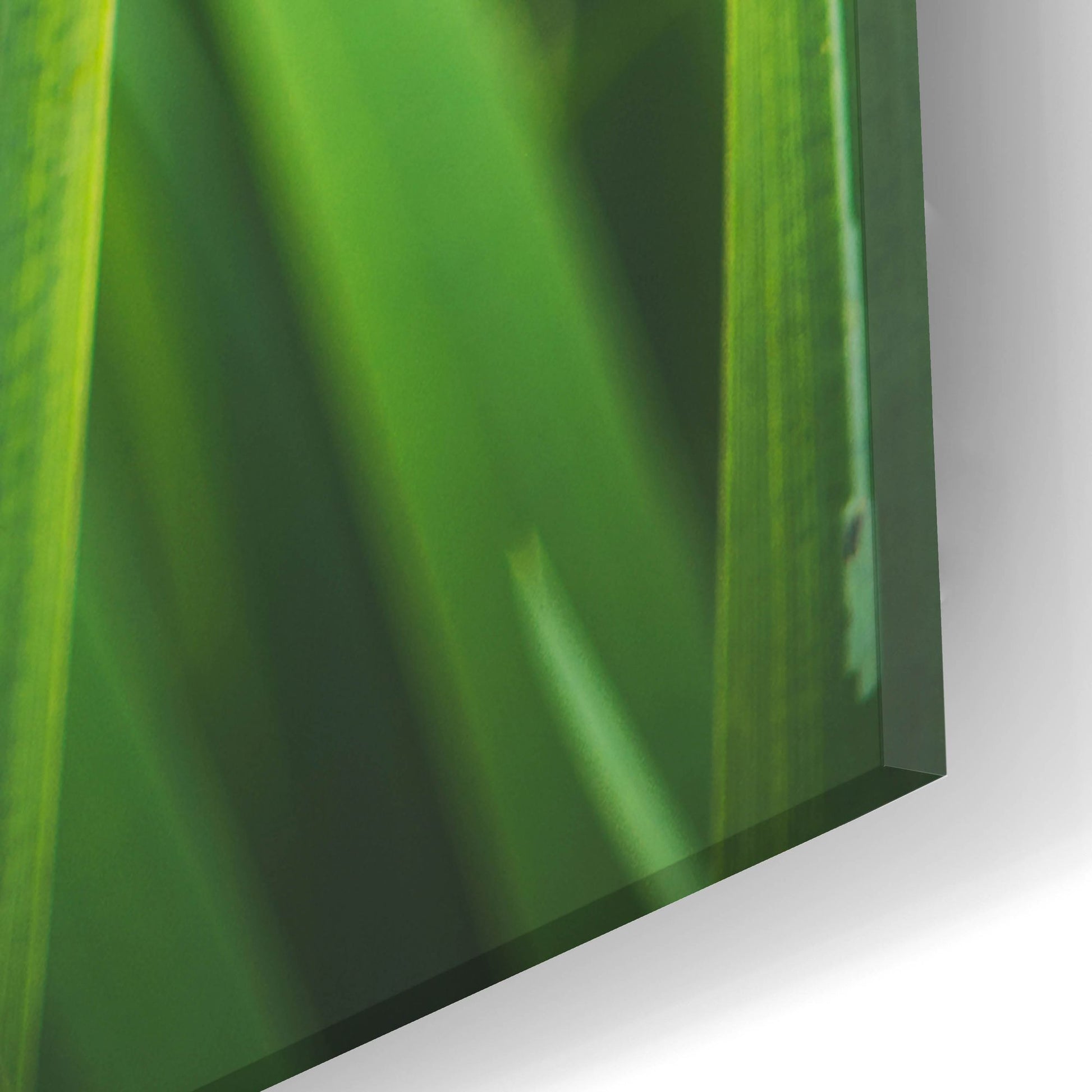 Epic Art ' Blades of Green 2' by Sonja Quintero, Acrylic Glass Wall Art,16x24