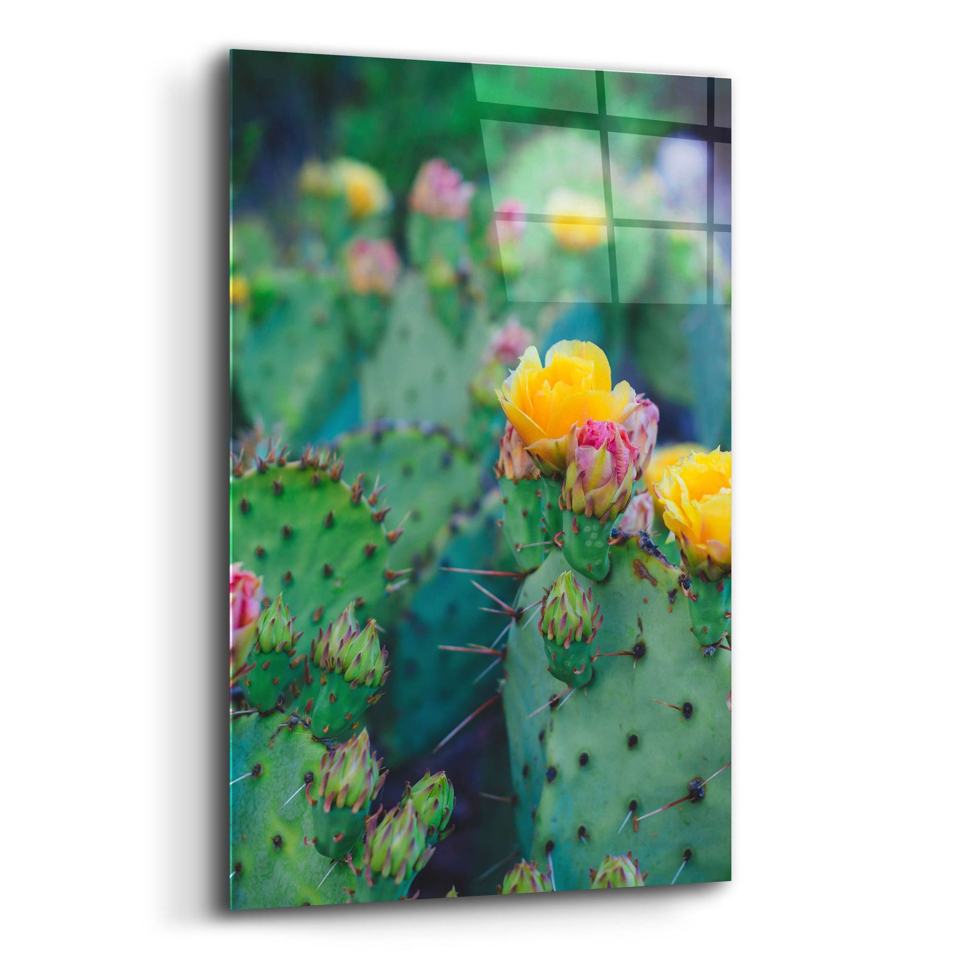 Epic Art ' Spring Cacti 1' by Sonja Quintero, Acrylic Glass Wall Art,12x16