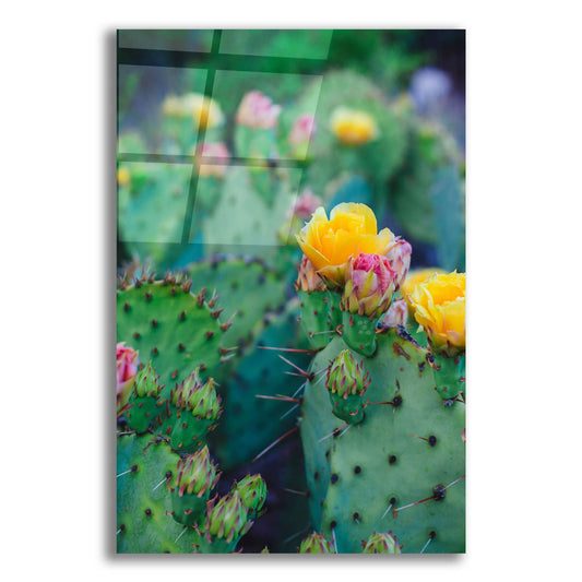 Epic Art ' Spring Cacti 1' by Sonja Quintero, Acrylic Glass Wall Art