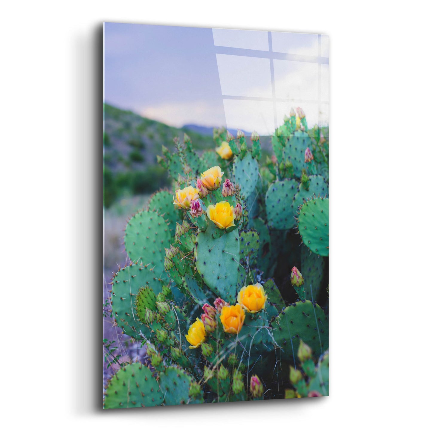 Epic Art ' Spring Cacti 2' by Sonja Quintero, Acrylic Glass Wall Art,12x16