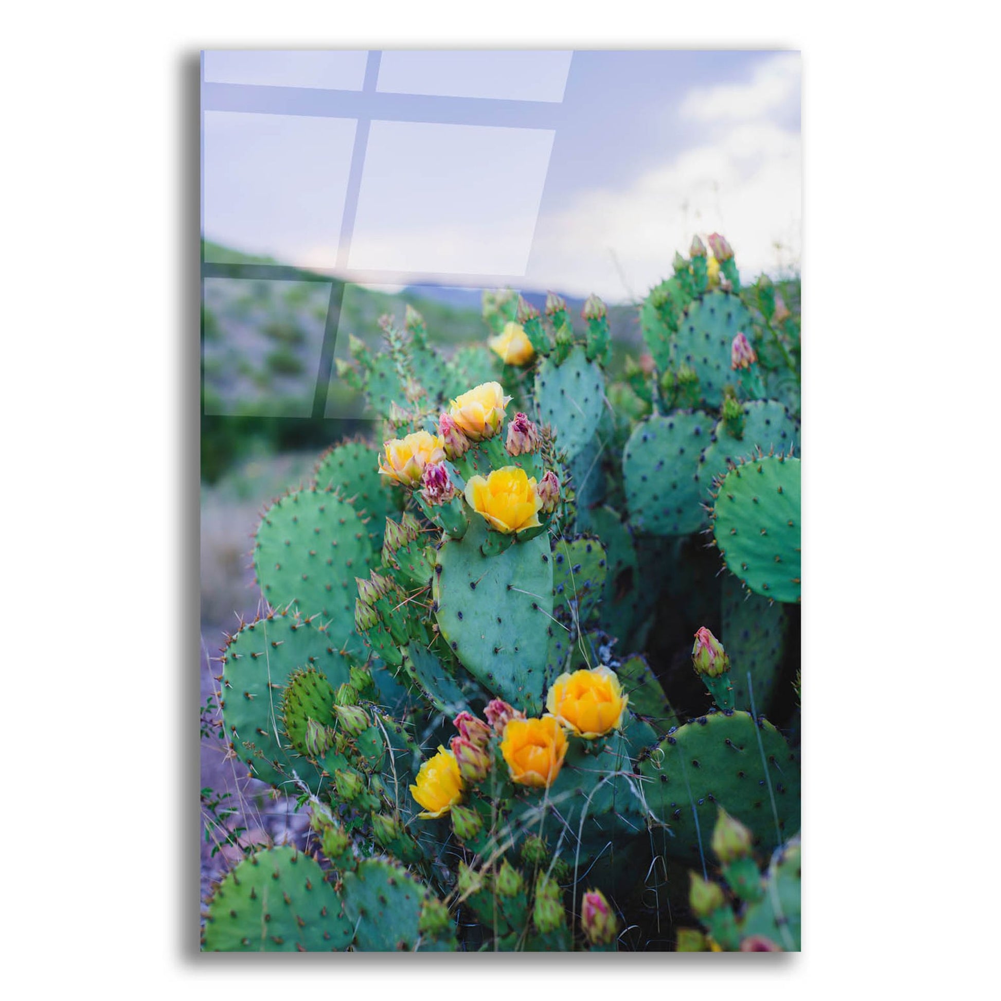 Epic Art ' Spring Cacti 2' by Sonja Quintero, Acrylic Glass Wall Art