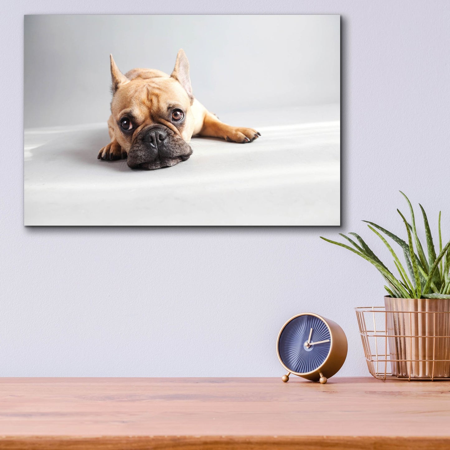 Epic Art ' Sad Frenchie' by Susan Sabo, Acrylic Glass Wall Art,16x12