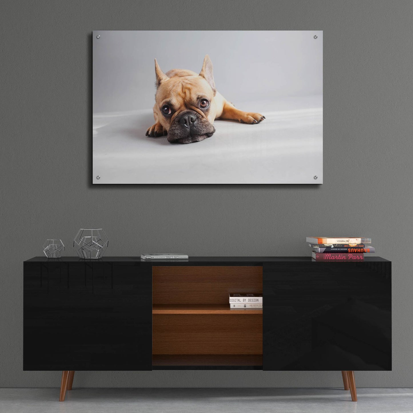 Epic Art ' Sad Frenchie' by Susan Sabo, Acrylic Glass Wall Art,36x24