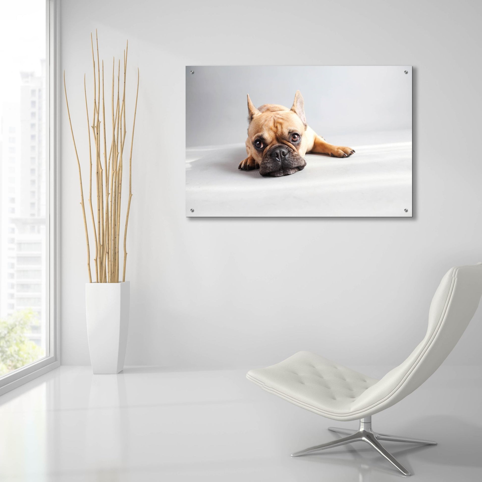 Epic Art ' Sad Frenchie' by Susan Sabo, Acrylic Glass Wall Art,36x24