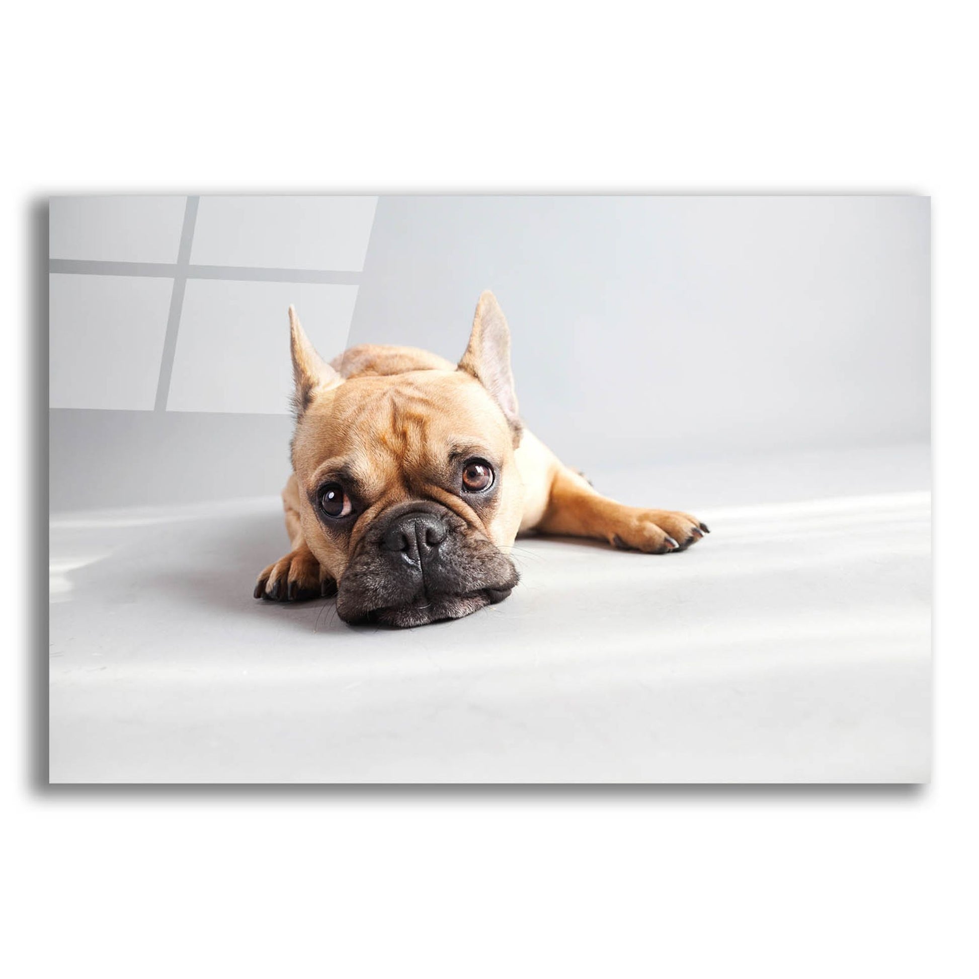 Epic Art ' Sad Frenchie' by Susan Sabo, Acrylic Glass Wall Art