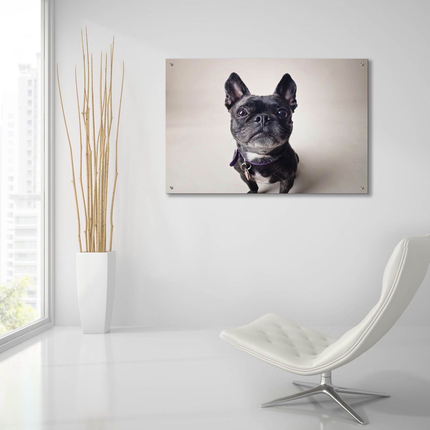 Epic Art ' Bailey' by Susan Sabo, Acrylic Glass Wall Art,36x24