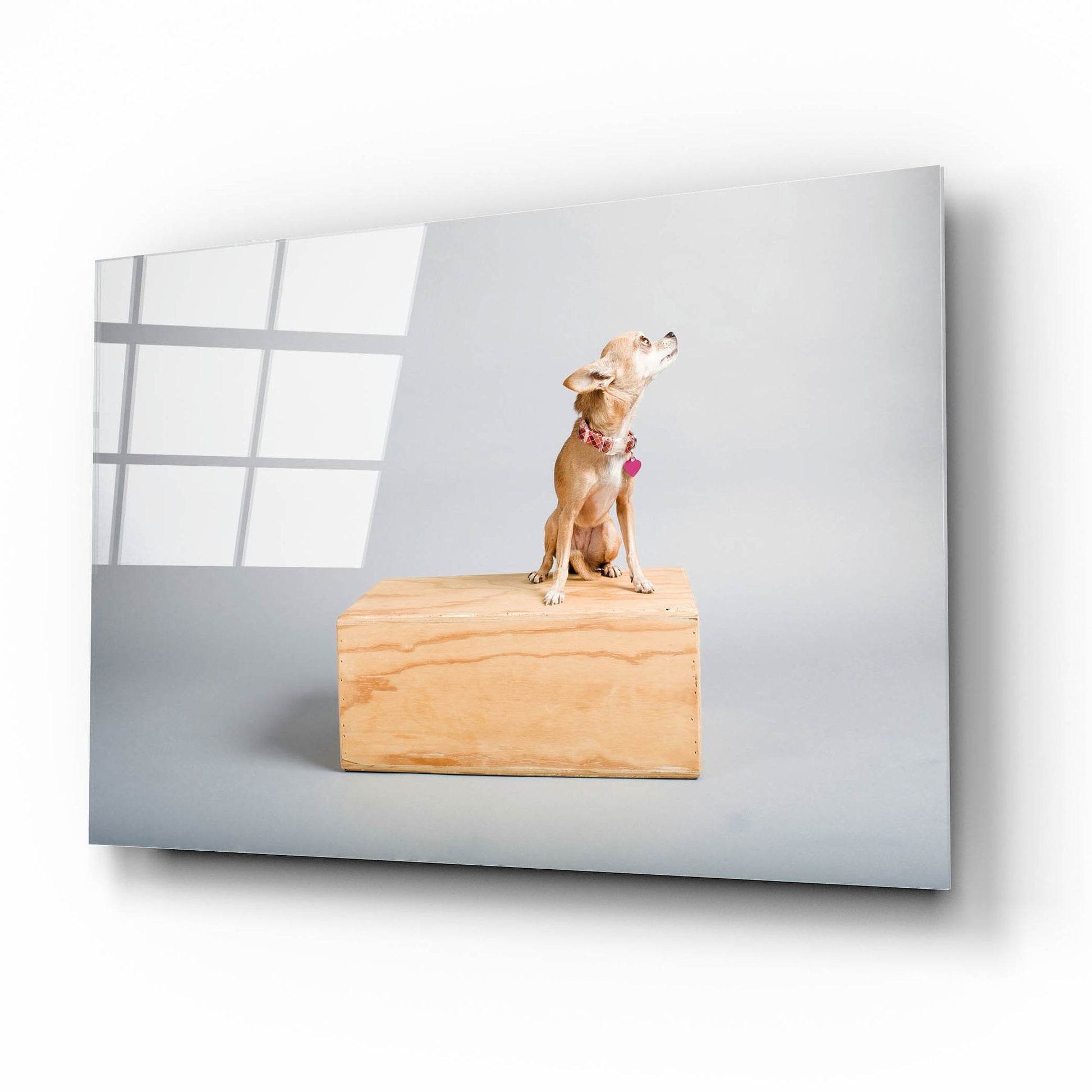 Epic Art ' Small Dog, Big World' by Don Spears, Acrylic Glass Wall Art,16x12