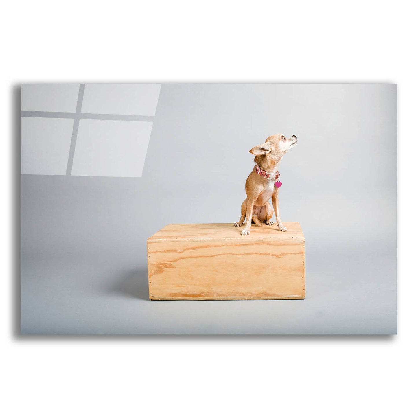 Epic Art ' Small Dog, Big World' by Don Spears, Acrylic Glass Wall Art,16x12