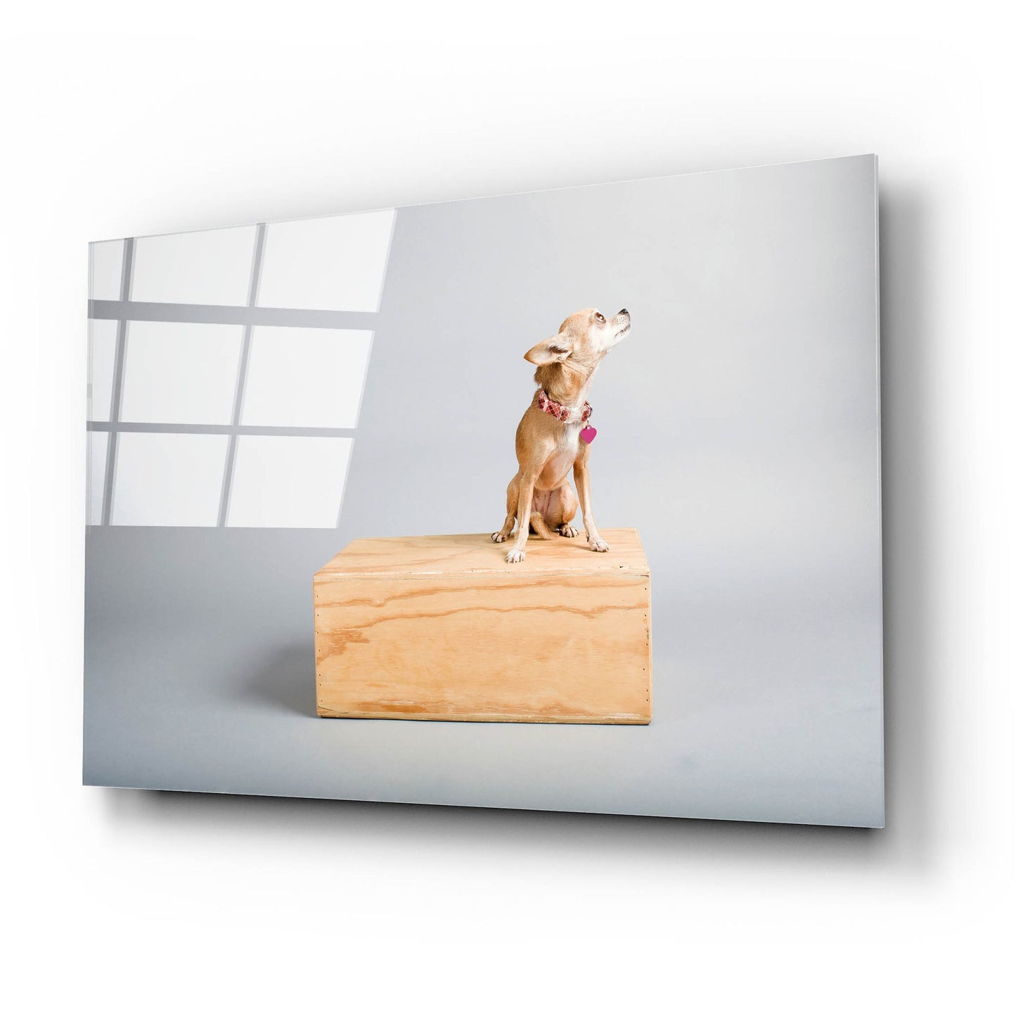 Epic Art ' Small Dog, Big World' by Don Spears, Acrylic Glass Wall Art,24x16