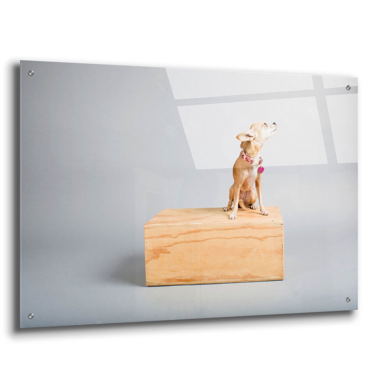 Epic Art ' Small Dog, Big World' by Don Spears, Acrylic Glass Wall Art,36x24